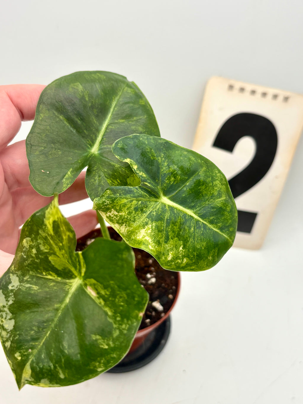 Alocasia London Eye Variegata Pflanze von Exotic-Flowers mit großen grün-weißen Blättern auf Bild.