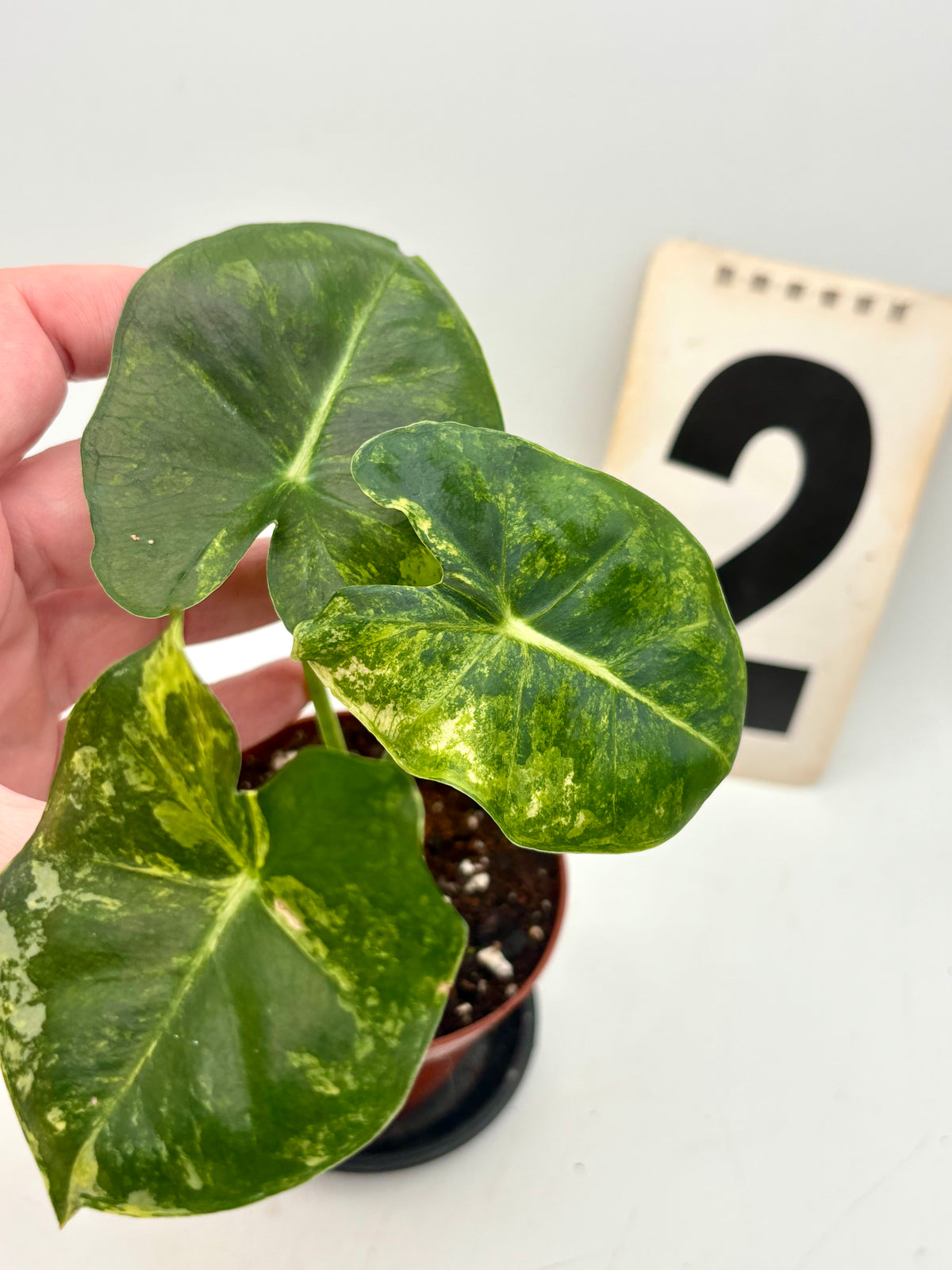 Alocasia London Eye Variegata Pflanze von Exotic-Flowers mit großen grün-weißen Blättern auf Bild.