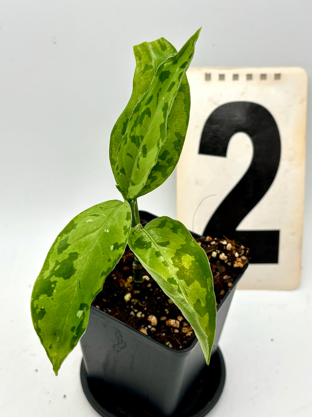Aglaonema Pictum Tricolor - Star Spot