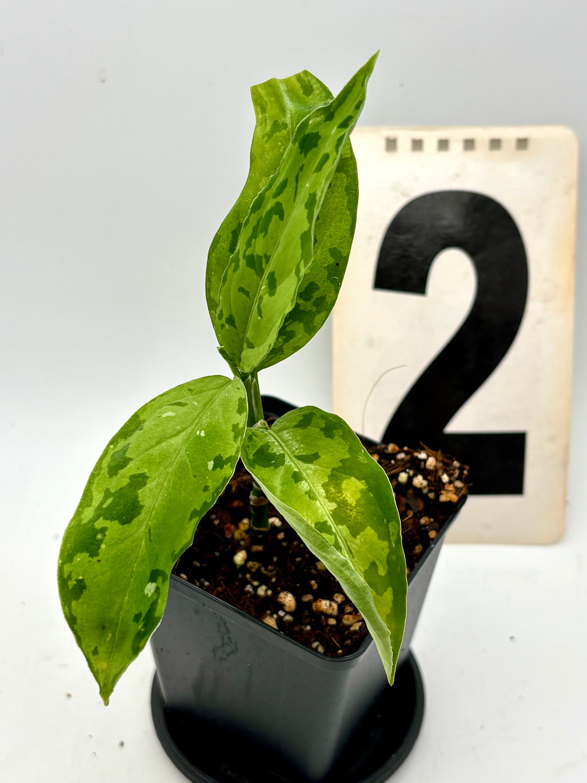 Aglaonema Pictum Tricolor - Star Spot