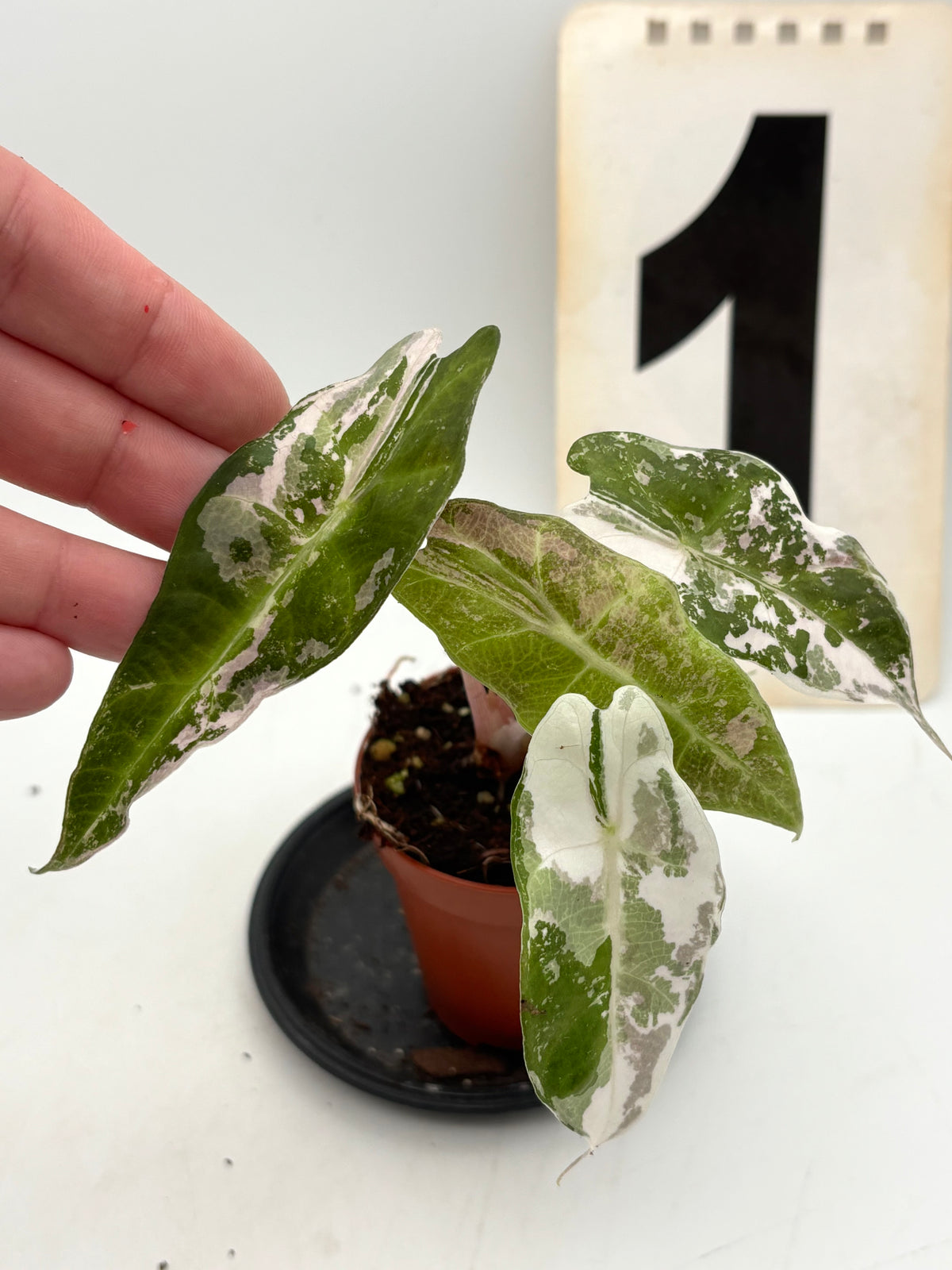 Alocasia Polly Variegata ‚Snowflake‘ von Exotic-Flowers, grüne und weiße Blätter mit markanten Mustern, Zimmerpflanze.