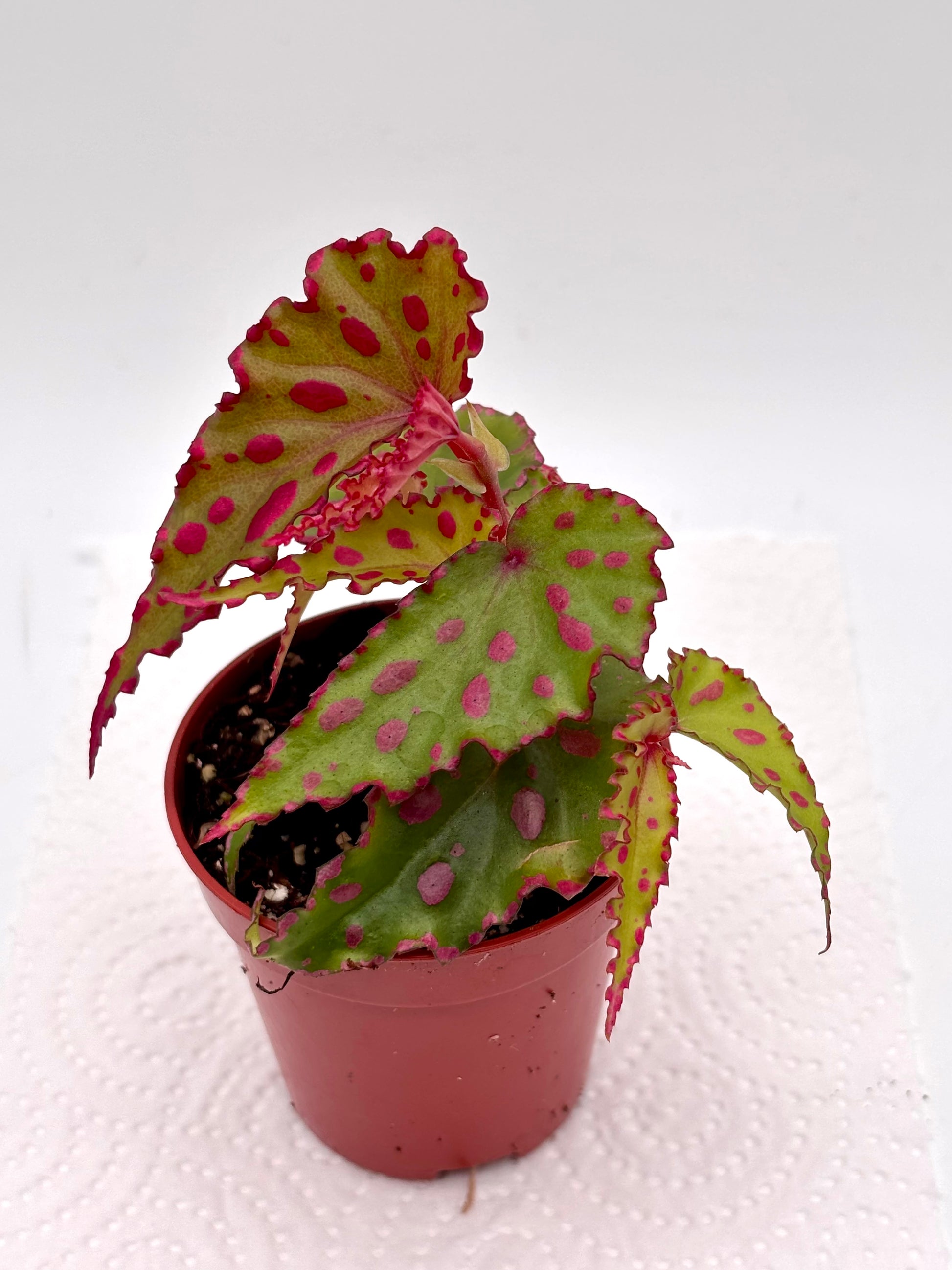 Begonia Pink Lava
