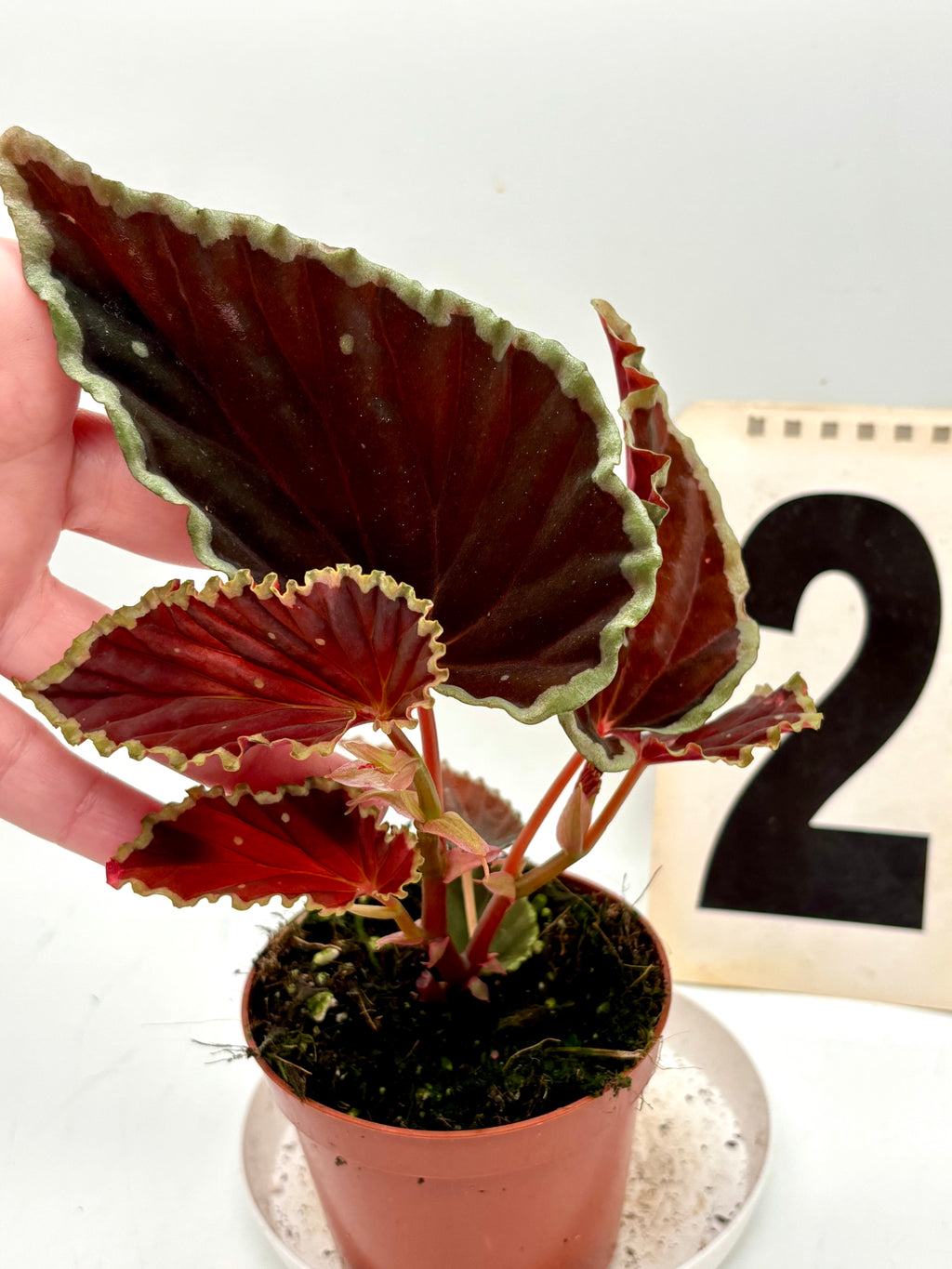Begonia darthvaderiana ‘Green Spots’ - Exotic-Flowers