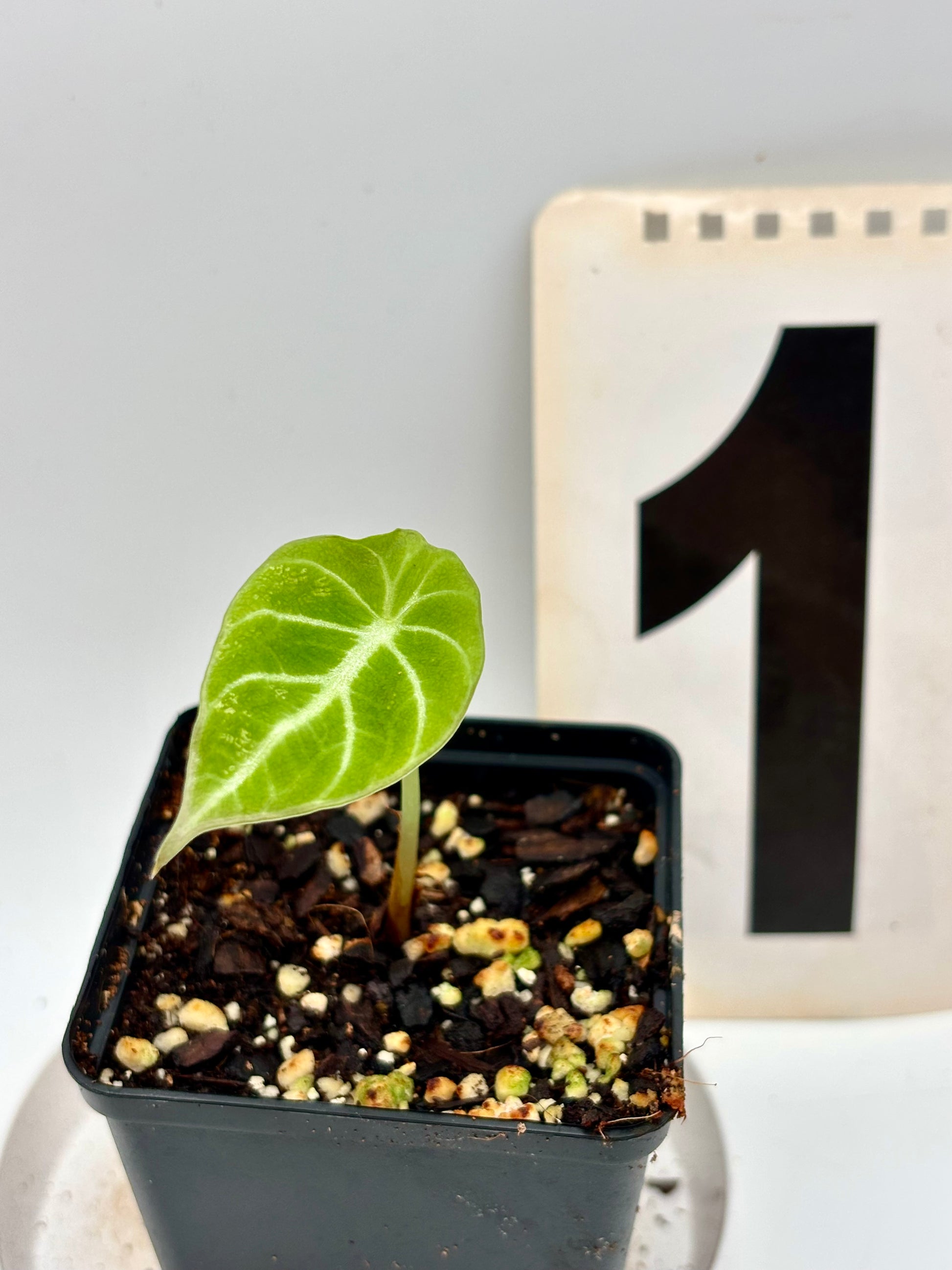 Alocasia Green Velvet - Exotic-Flowers