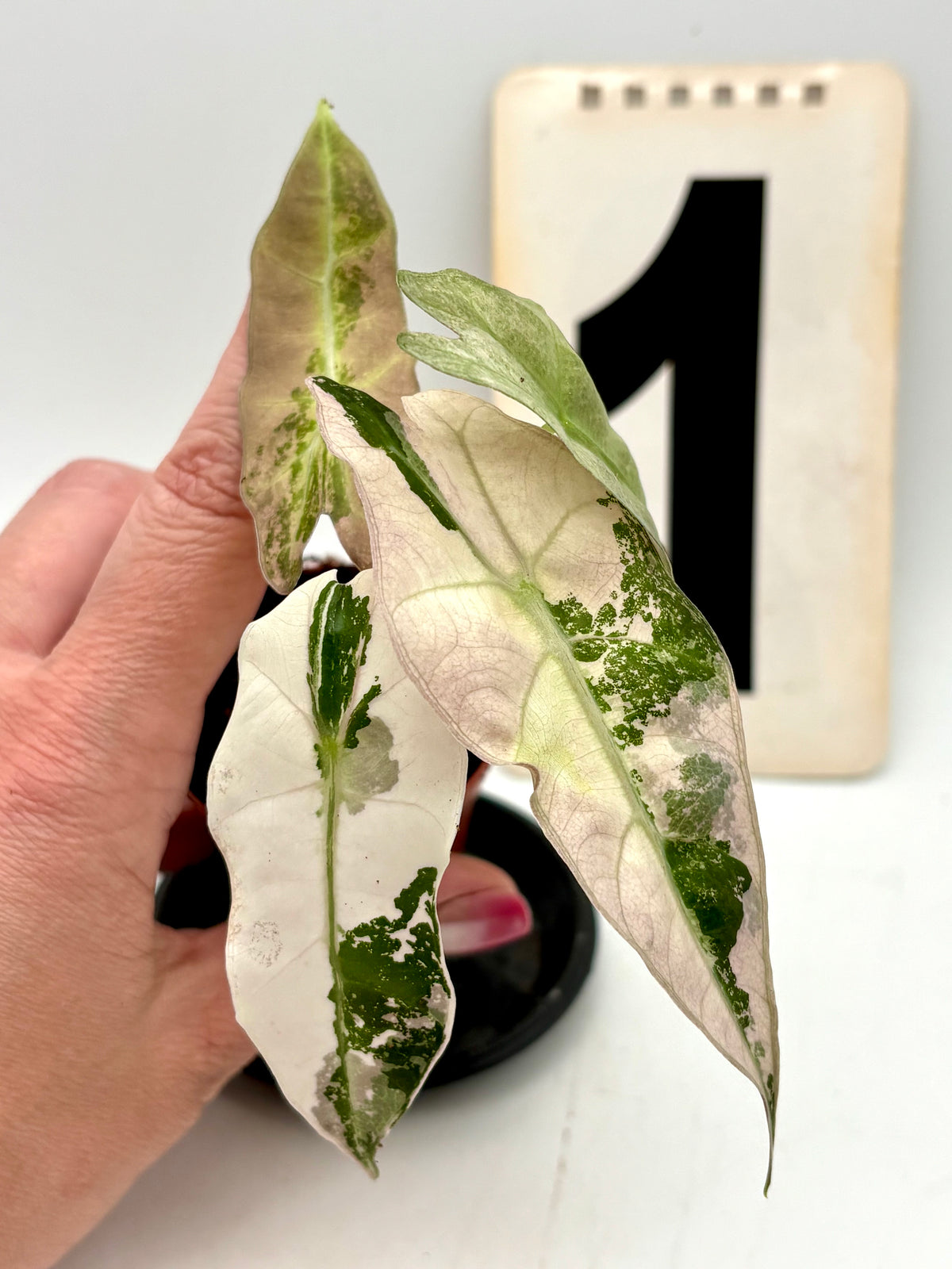 Alocasia Polly Variegata ‚Snowflake‘