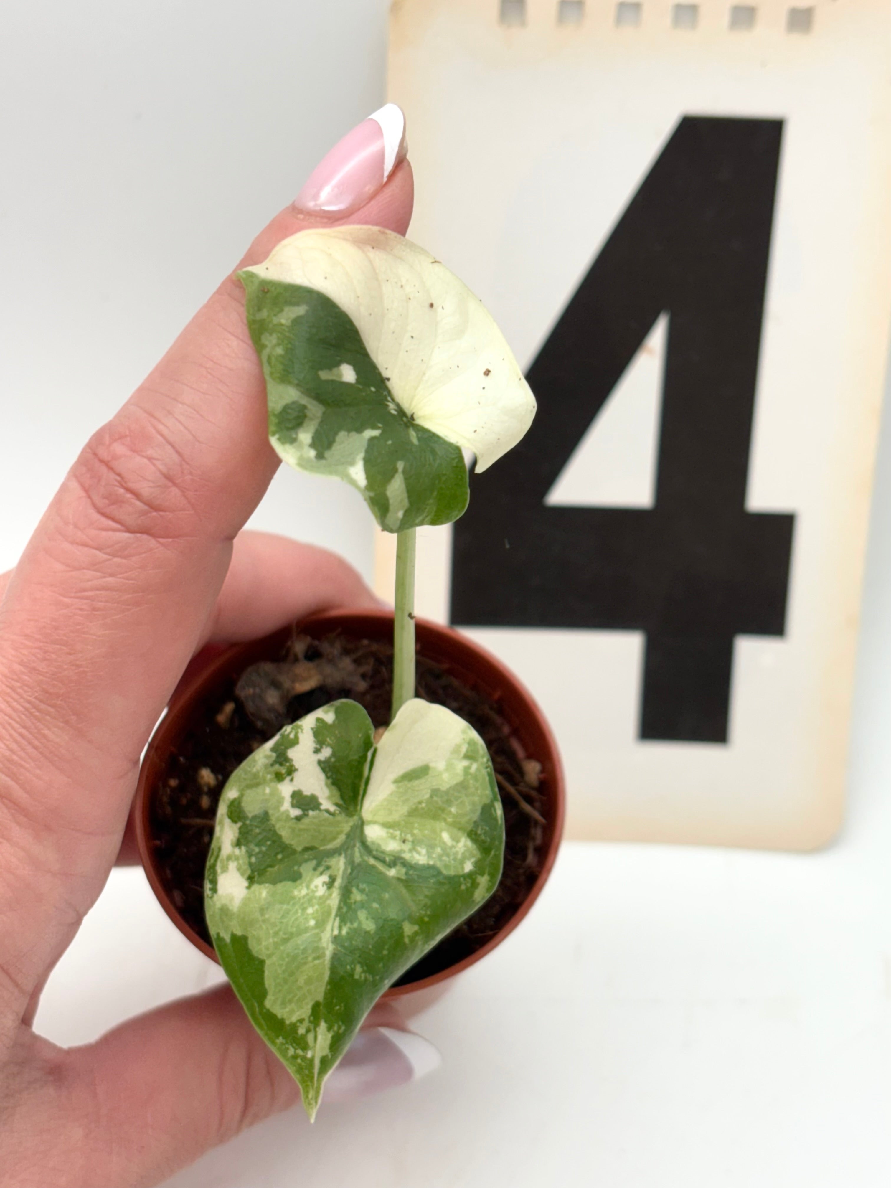 Alocasia Melo Albo Variegata – Exotic-Flowers