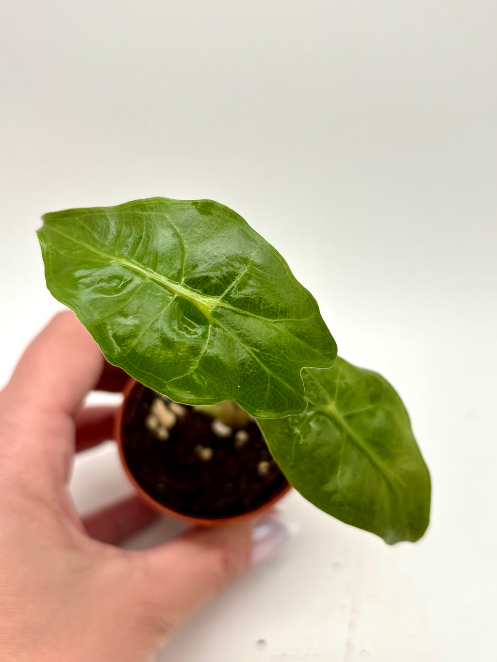 Zwei Alocasia Venom Pflanzen von Exotic-Flowers mit schwarzen und grünen Blättern, Nahaufnahme der dekorativen Blätter.