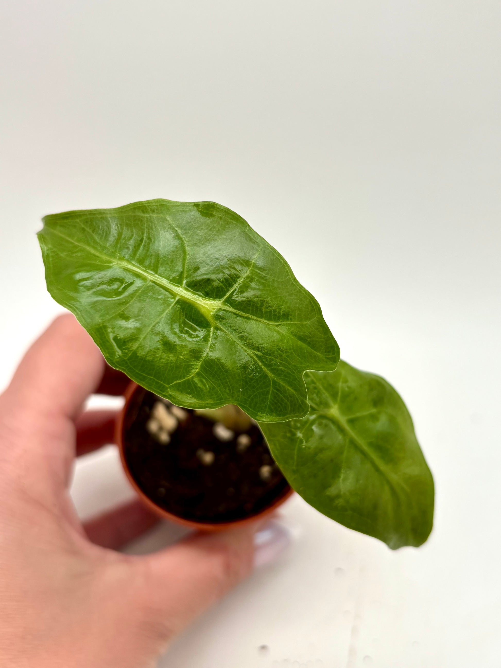 Alocasia Venom
