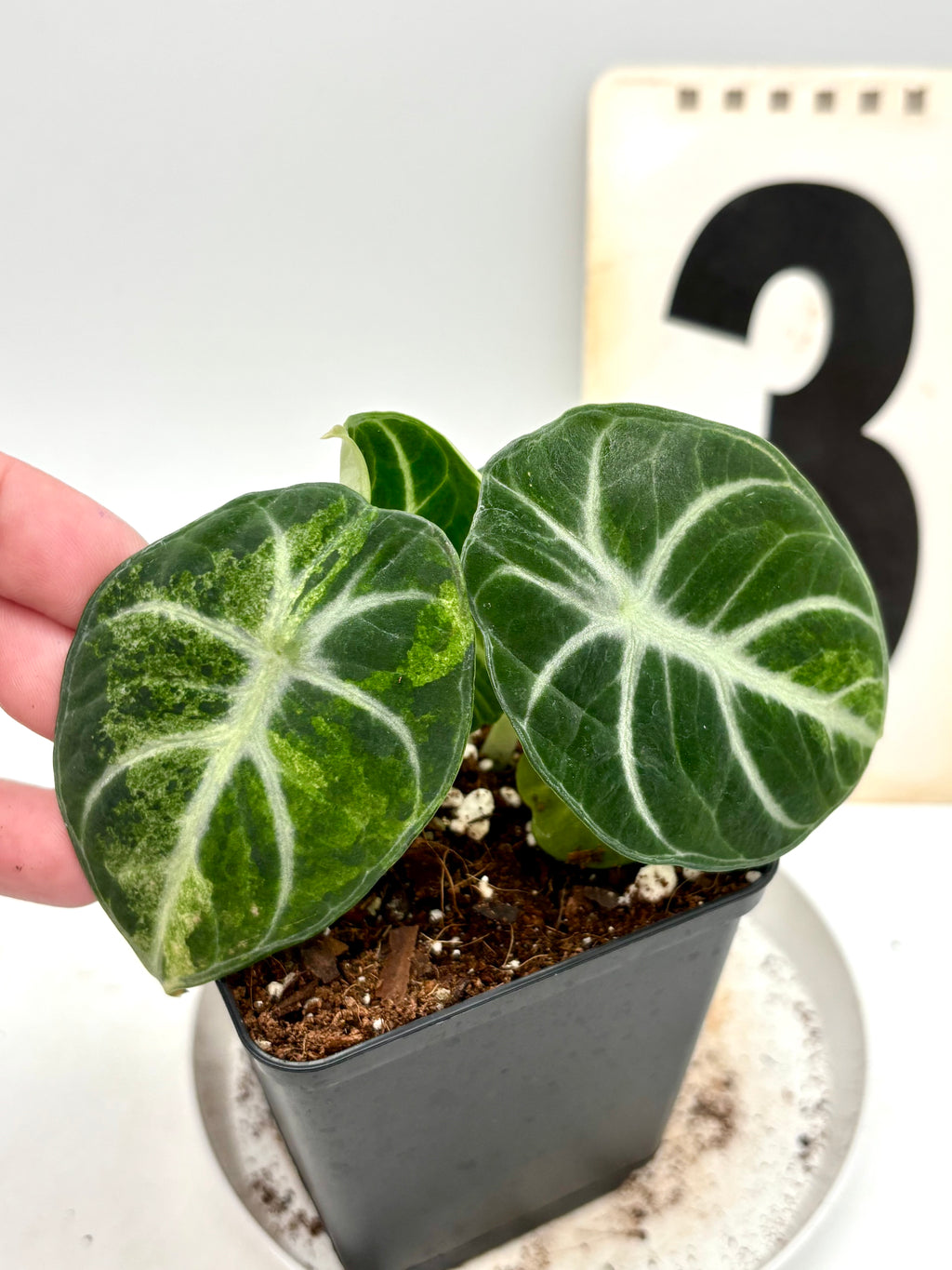 Alocasia Ninja Tricolor Variegata Pflanze von Exotic-Flowers, grüne Blätter mit weißen und violetten Mustern, im Topf.