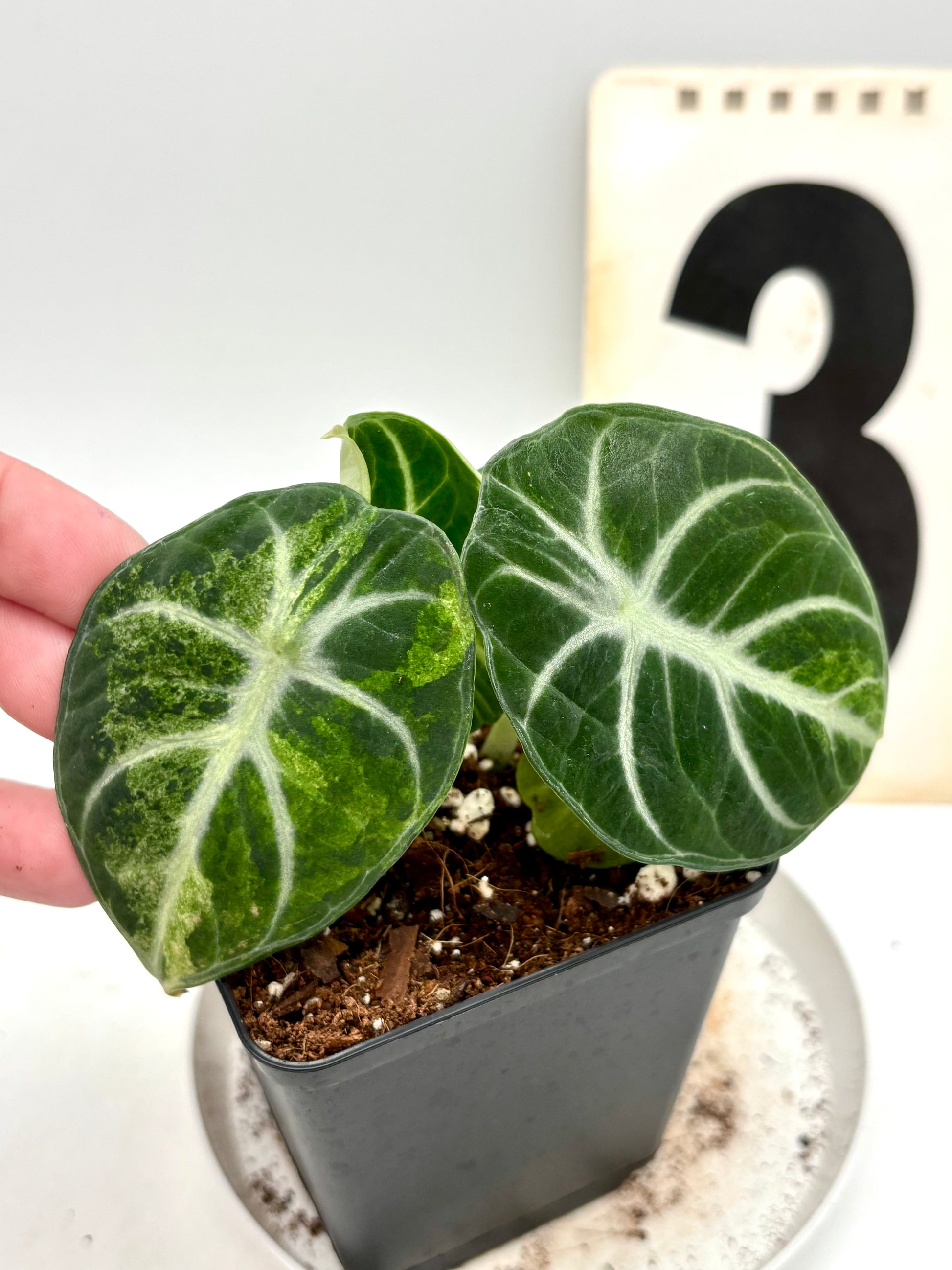 Alocasia Ninja Tricolor Variegata Pflanze von Exotic-Flowers, grüne Blätter mit weißen und violetten Mustern, im Topf.