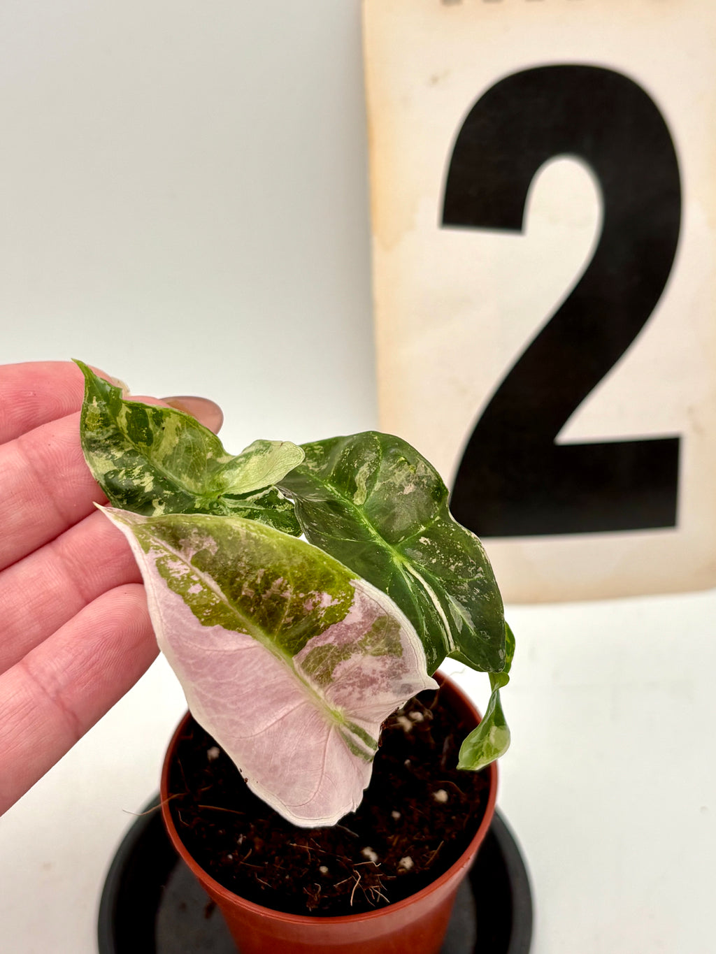 Alocasia Polly Variegata ‚Snowflake‘
