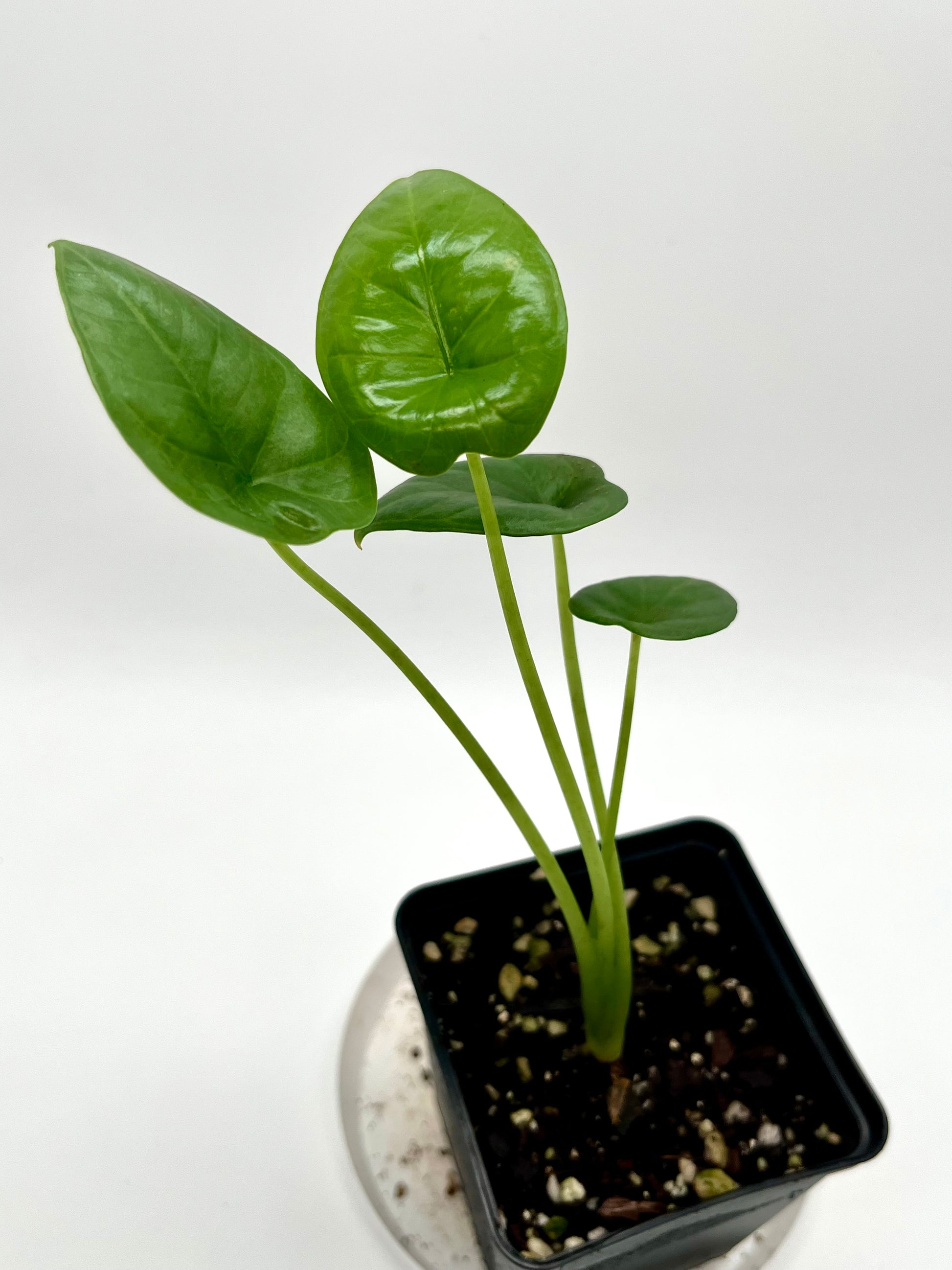 Alocasia Lukiwan