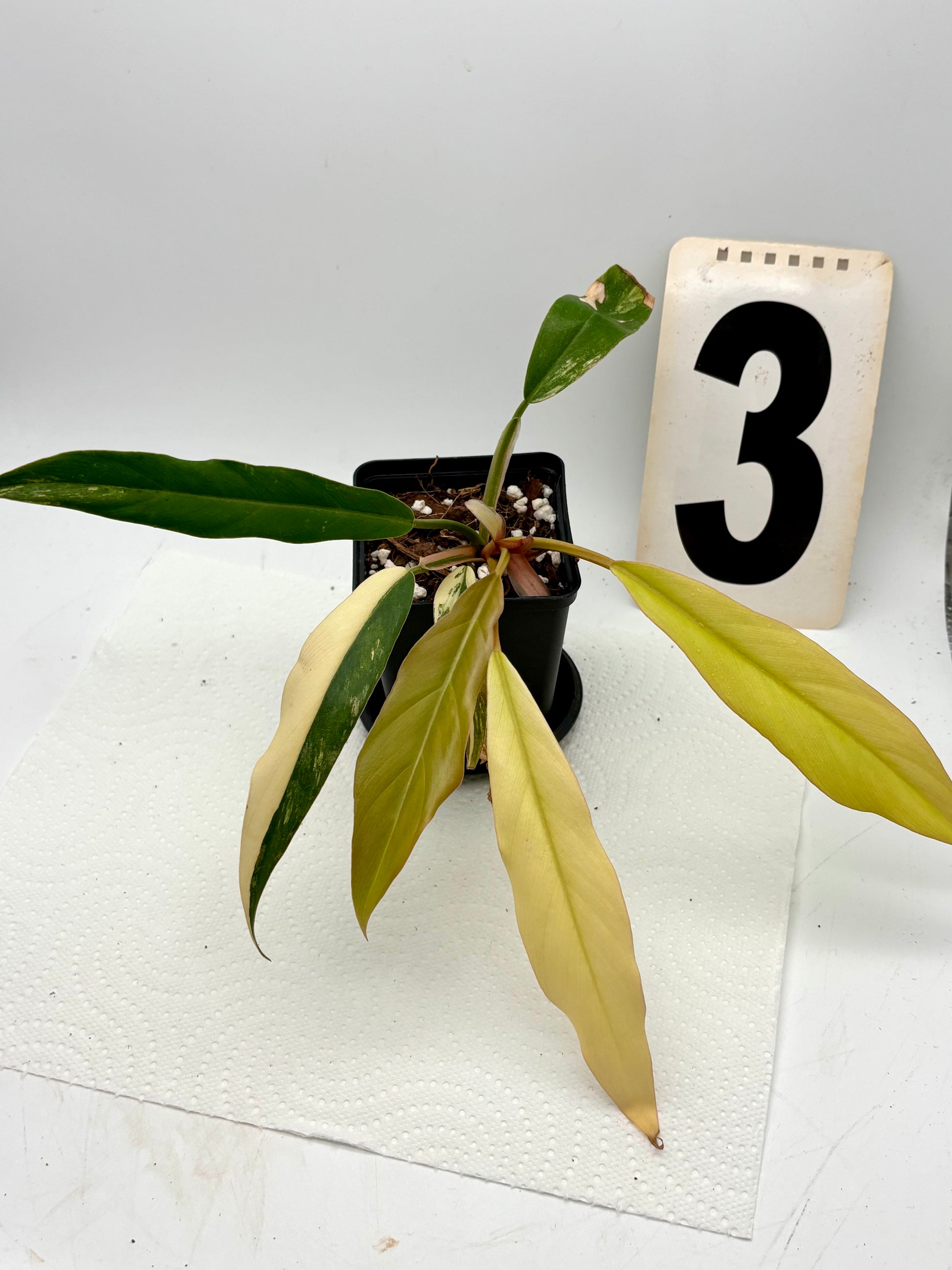 Exotic-Flowers Philodendron Caramel Marble Pflanze mit grünen Blättern mit braunen und weißen Mustern