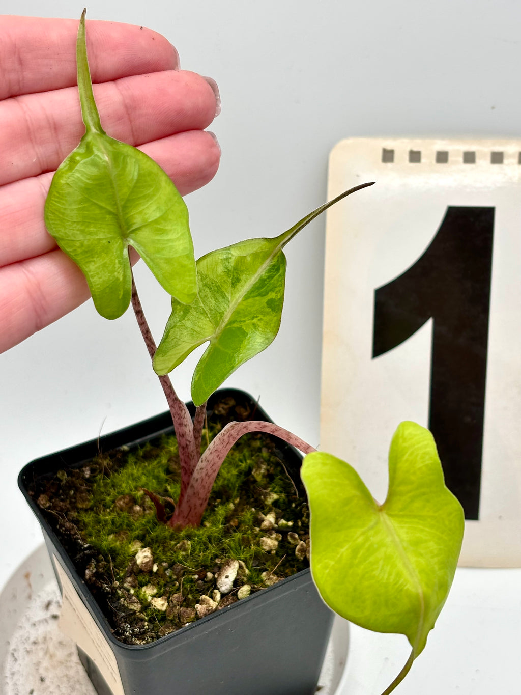 Alocasia Stingray Variegata Pflanze mit großen grün-weißen Blättern und auffälliger Fleckenmuster, von Exotic-Flowers.