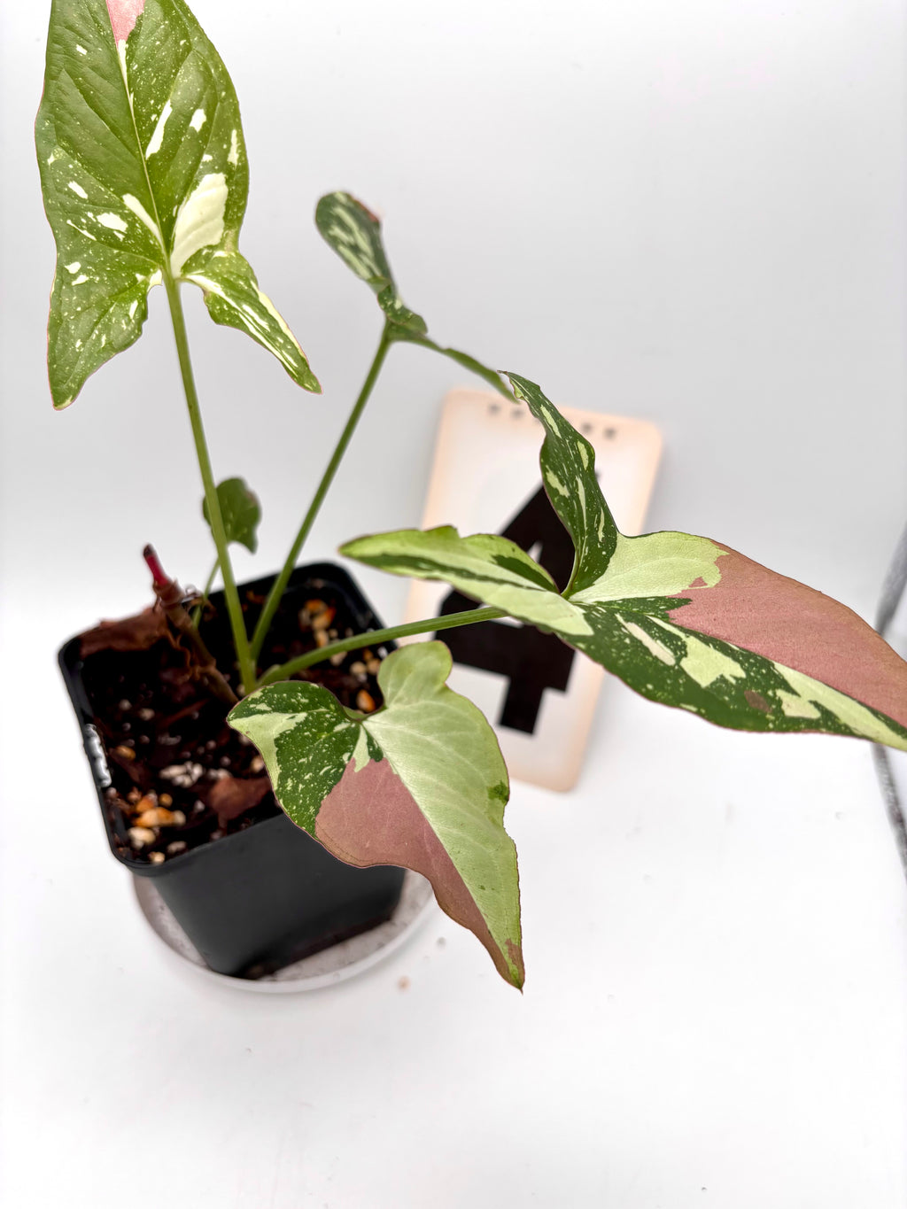 Syngonium Red Spot Tricolor
