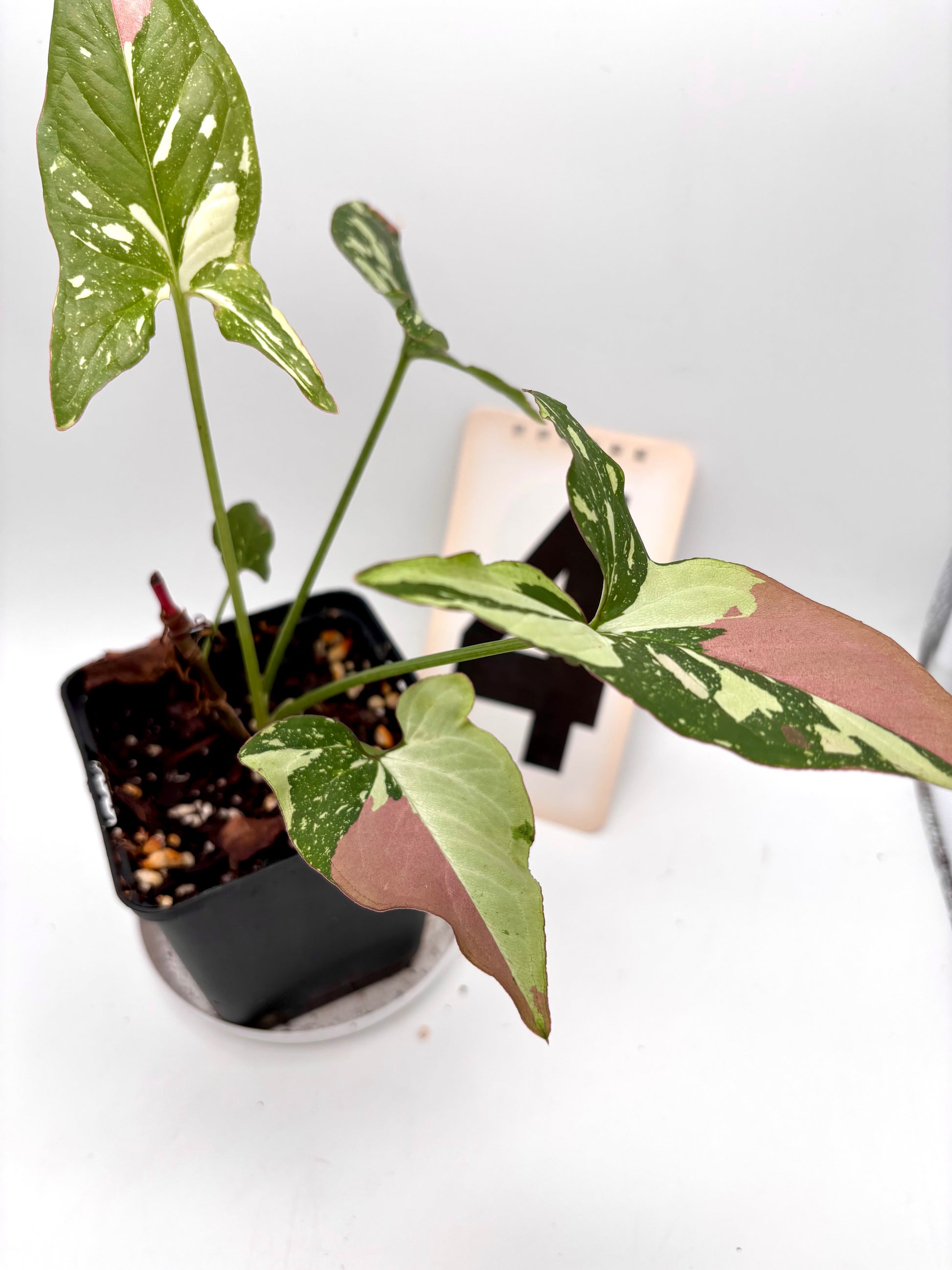 Syngonium Red Spot Tricolor