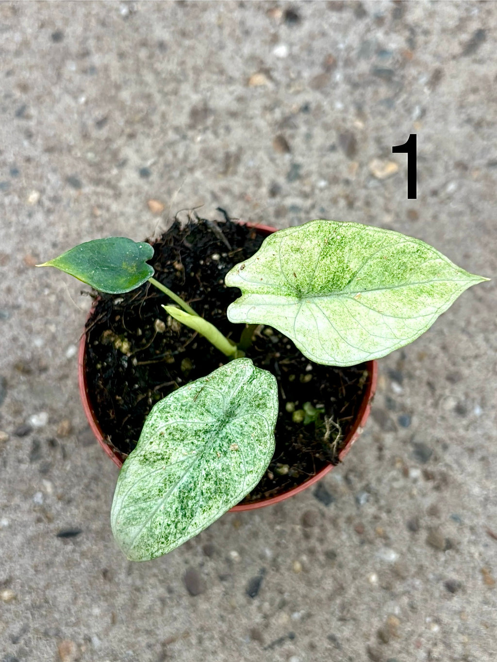 Alocasia Scalprum mint Variegata
