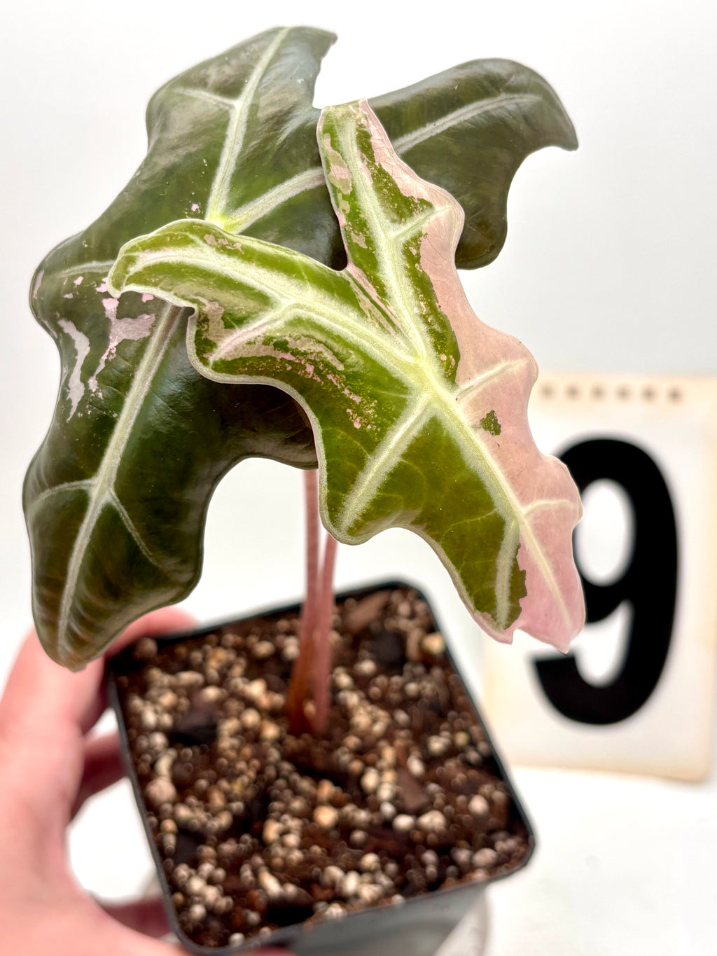 Mehrere Alocasia Nobilis Variegata Pflanzen mit großen grünen und weißen, variegierten Blättern, exotische Zimmerpflanzen.