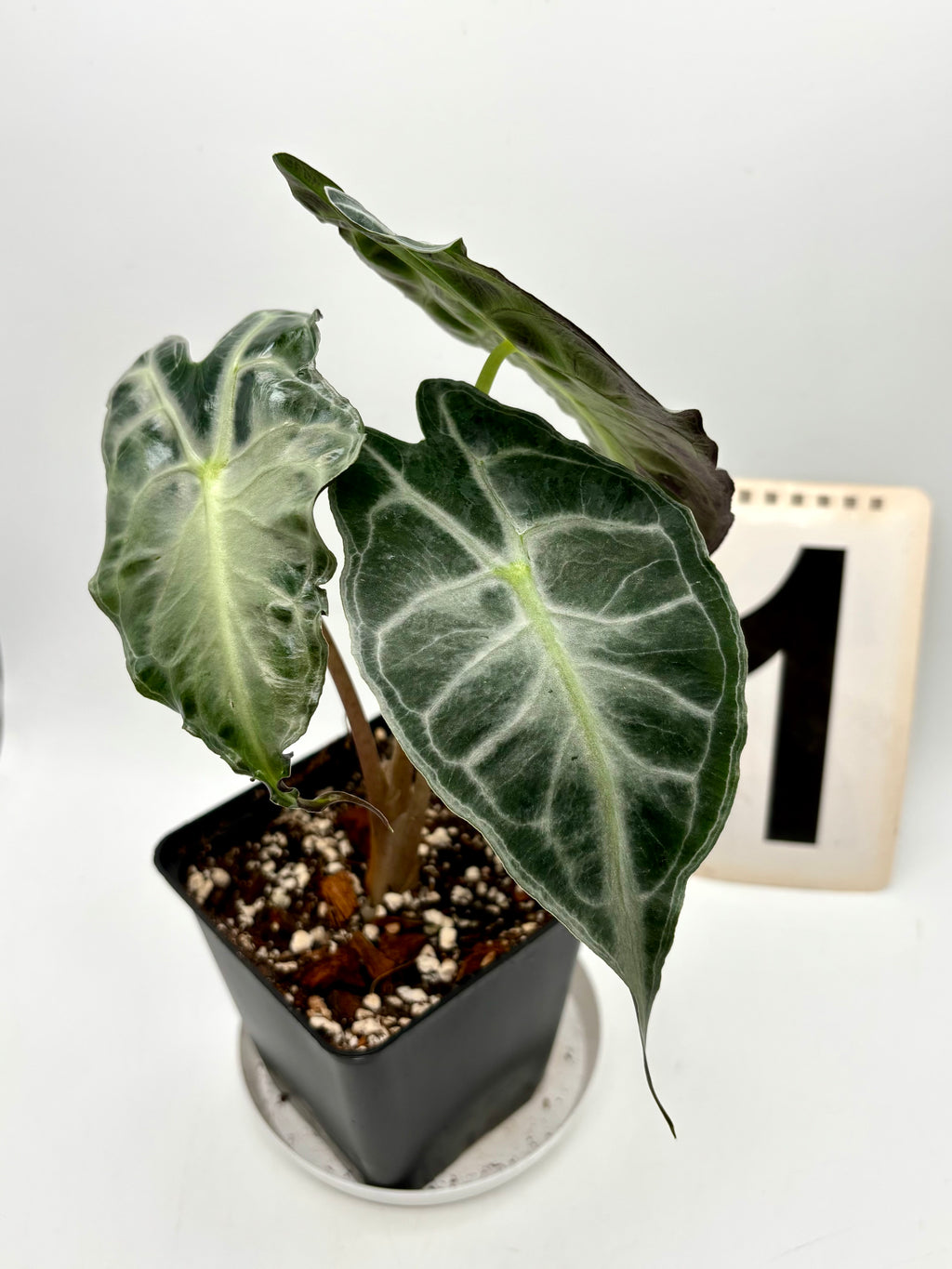 Alocasia Venom