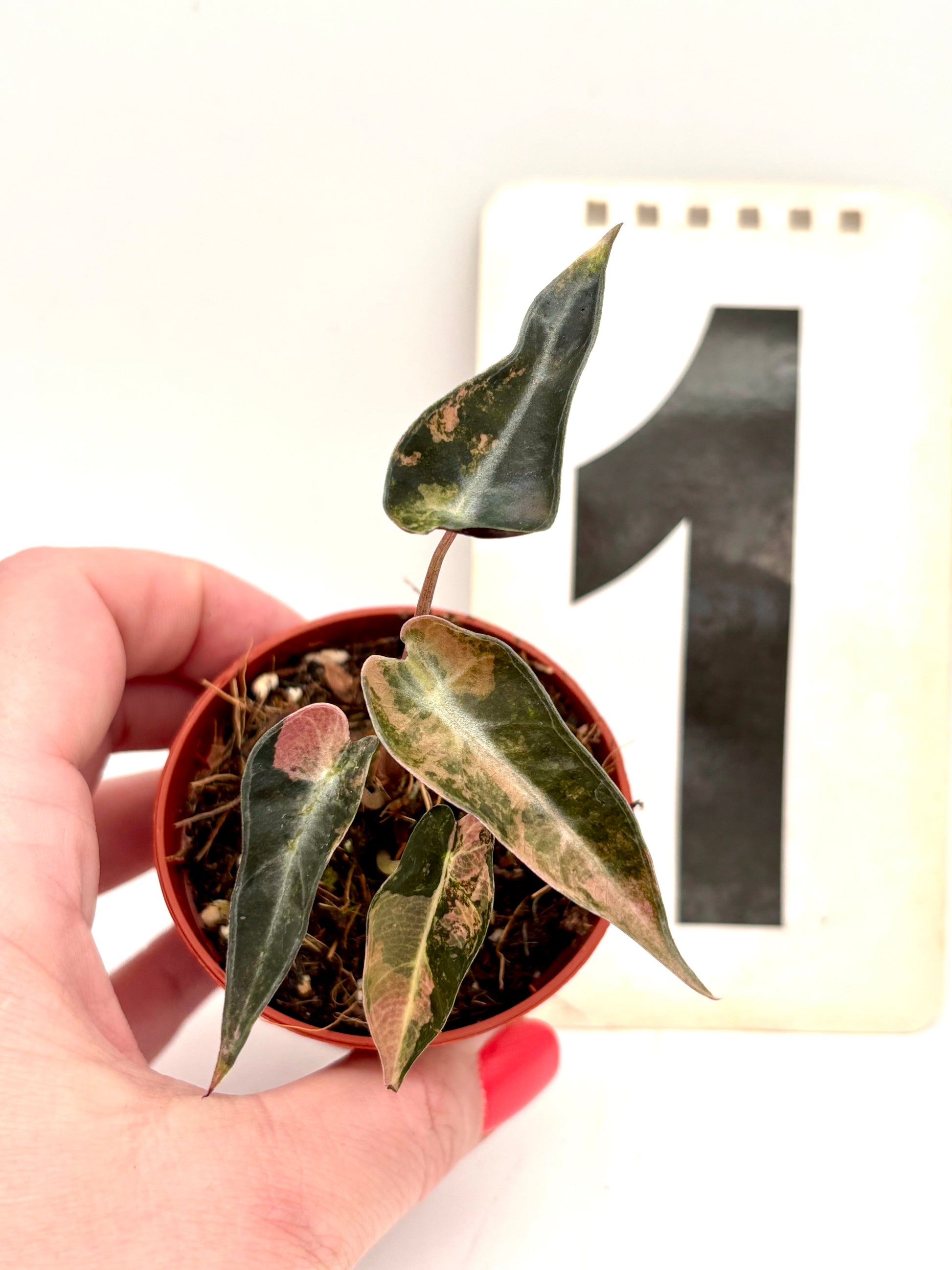 Alocasia Bambino Aurea Variegata von Exotic-Flowers, grüne Blätter mit gelben Mustern, Zimmerpflanze auf hellen Hintergrund