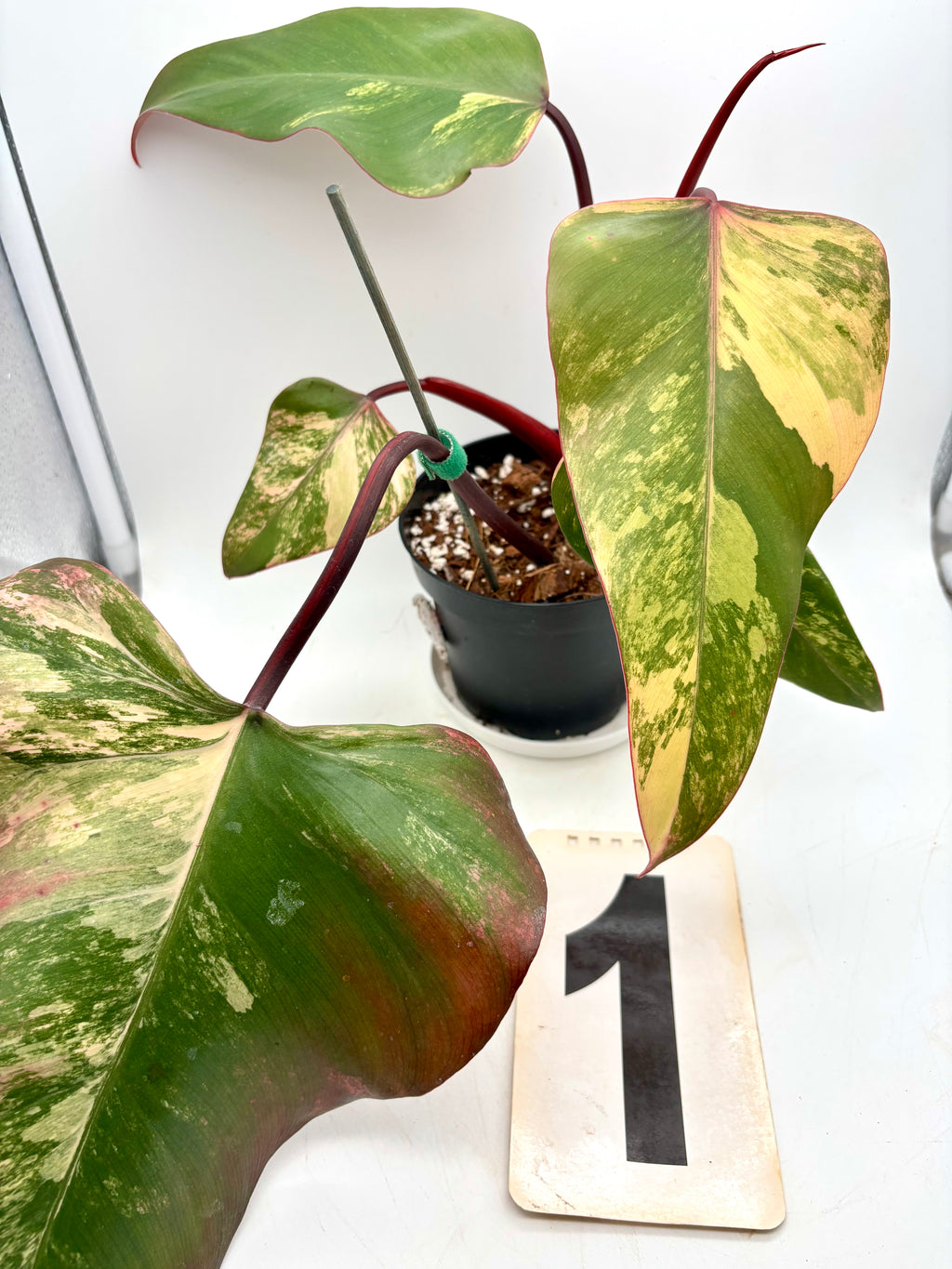 Zwei Philodendron Strawberry Shake Pflanzen von Exotic-Flowers mit grünen Blättern und roten bis pinken Blatträndern.