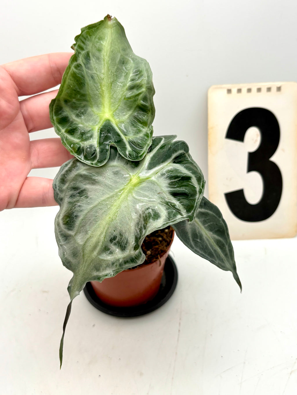 Alocasia Venom Pflanze von Exotic-Flowers mit großen, dunklen Blättern und auffälliger Musterung, im Topf aufgestellt.