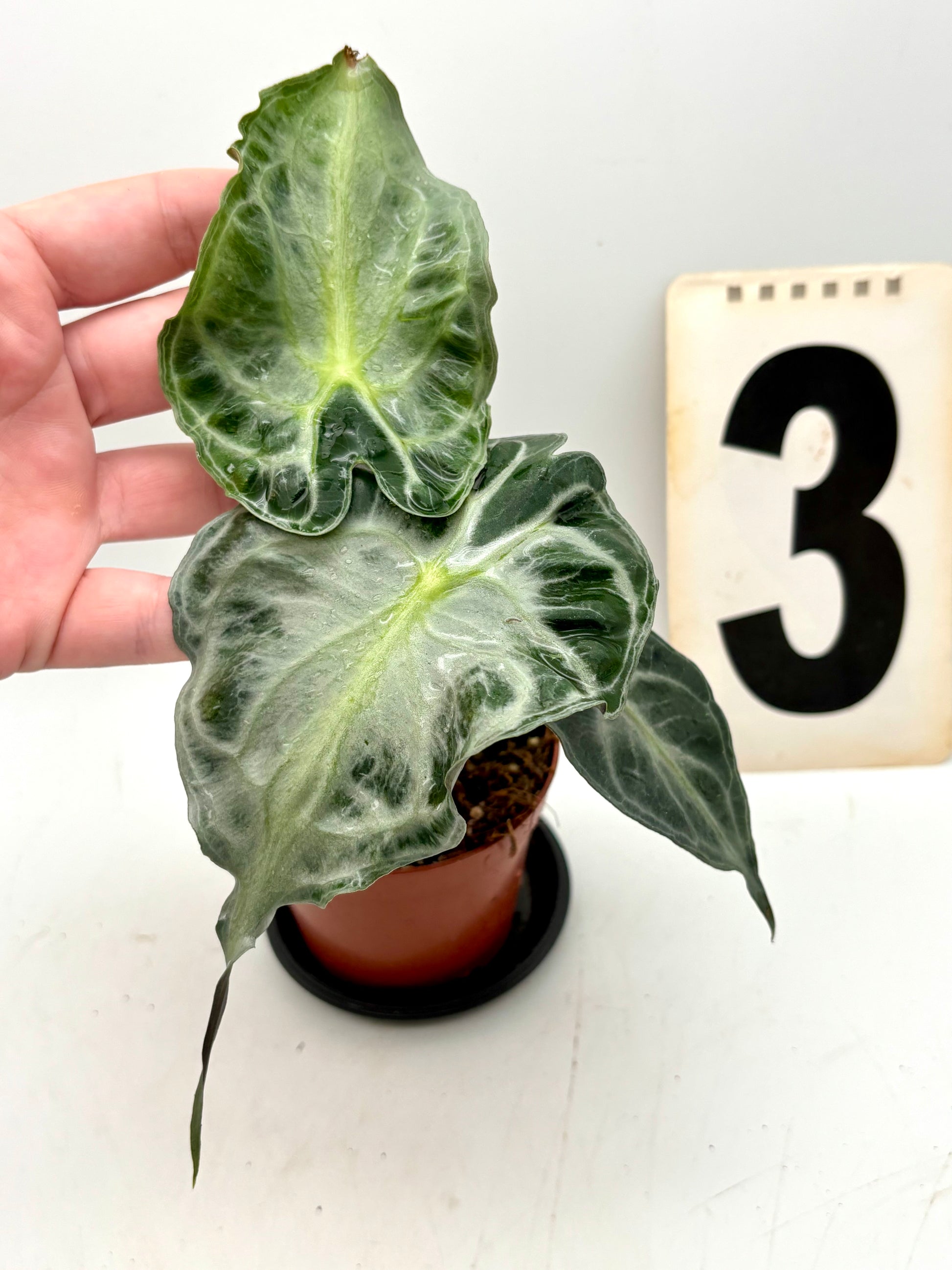 Alocasia Venom Pflanze von Exotic-Flowers mit großen, dunklen Blättern und auffälliger Musterung, im Topf aufgestellt.