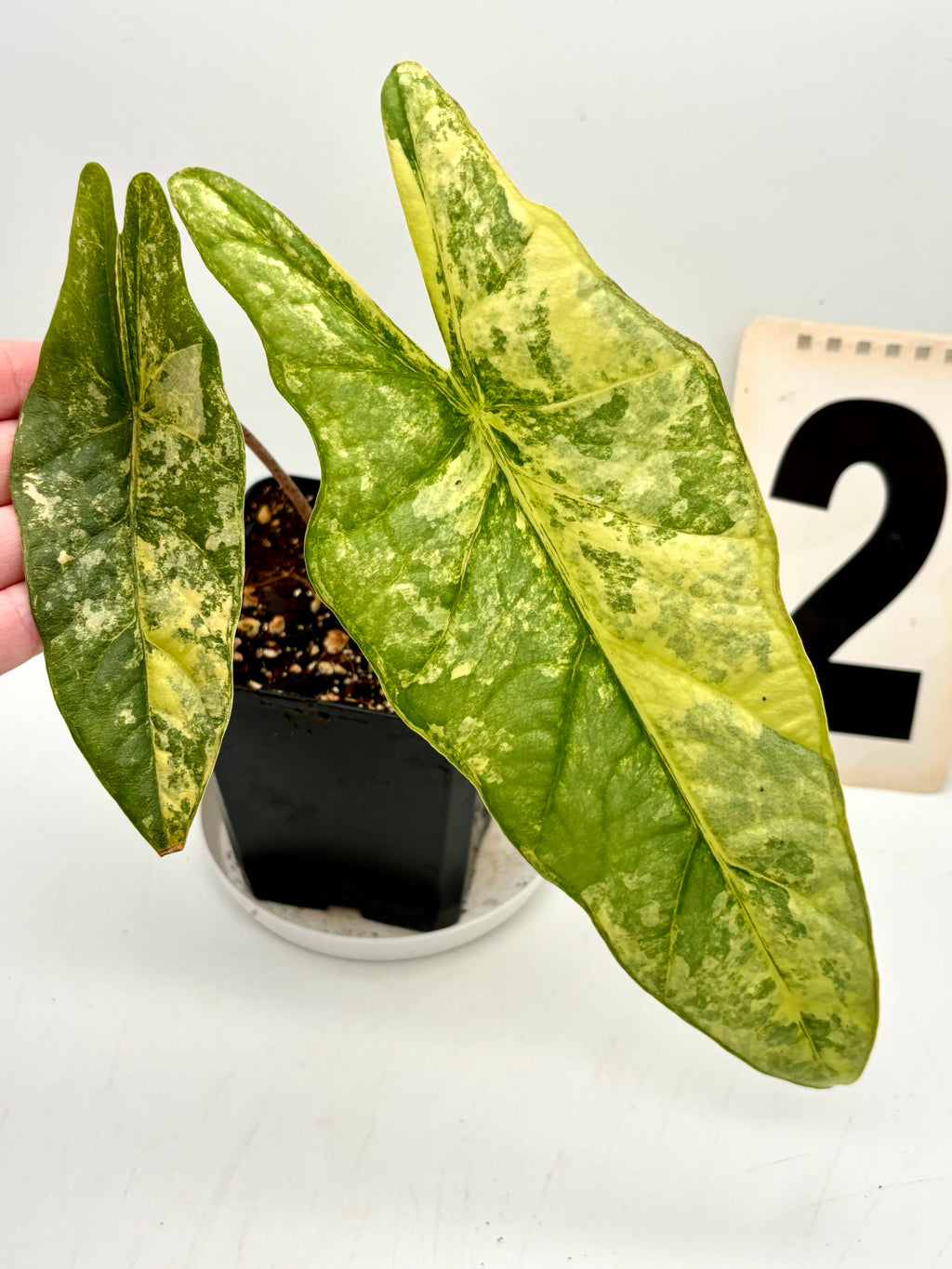 Alocasia Metallic Blue Aurea Variegata Pflanze mit grünen und goldenen Blättern, dekorativ und exotisch, auf Bild sichtbar