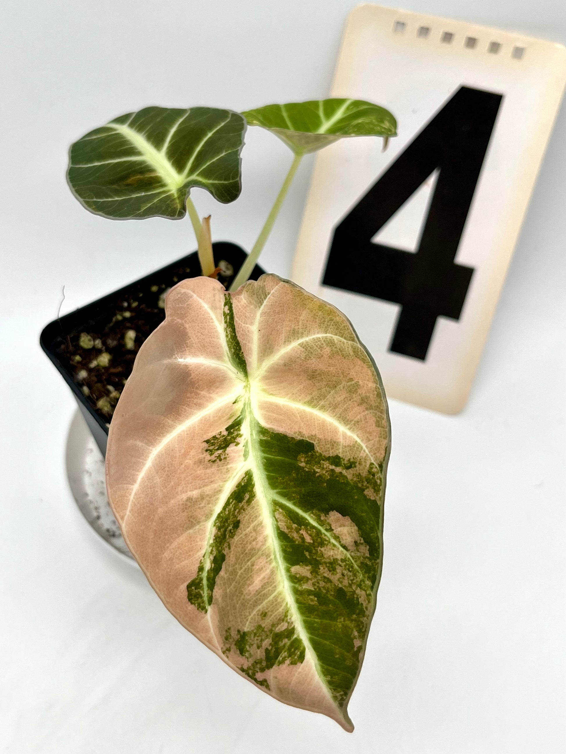 Alocasia Black Velvet Aurea Variegata