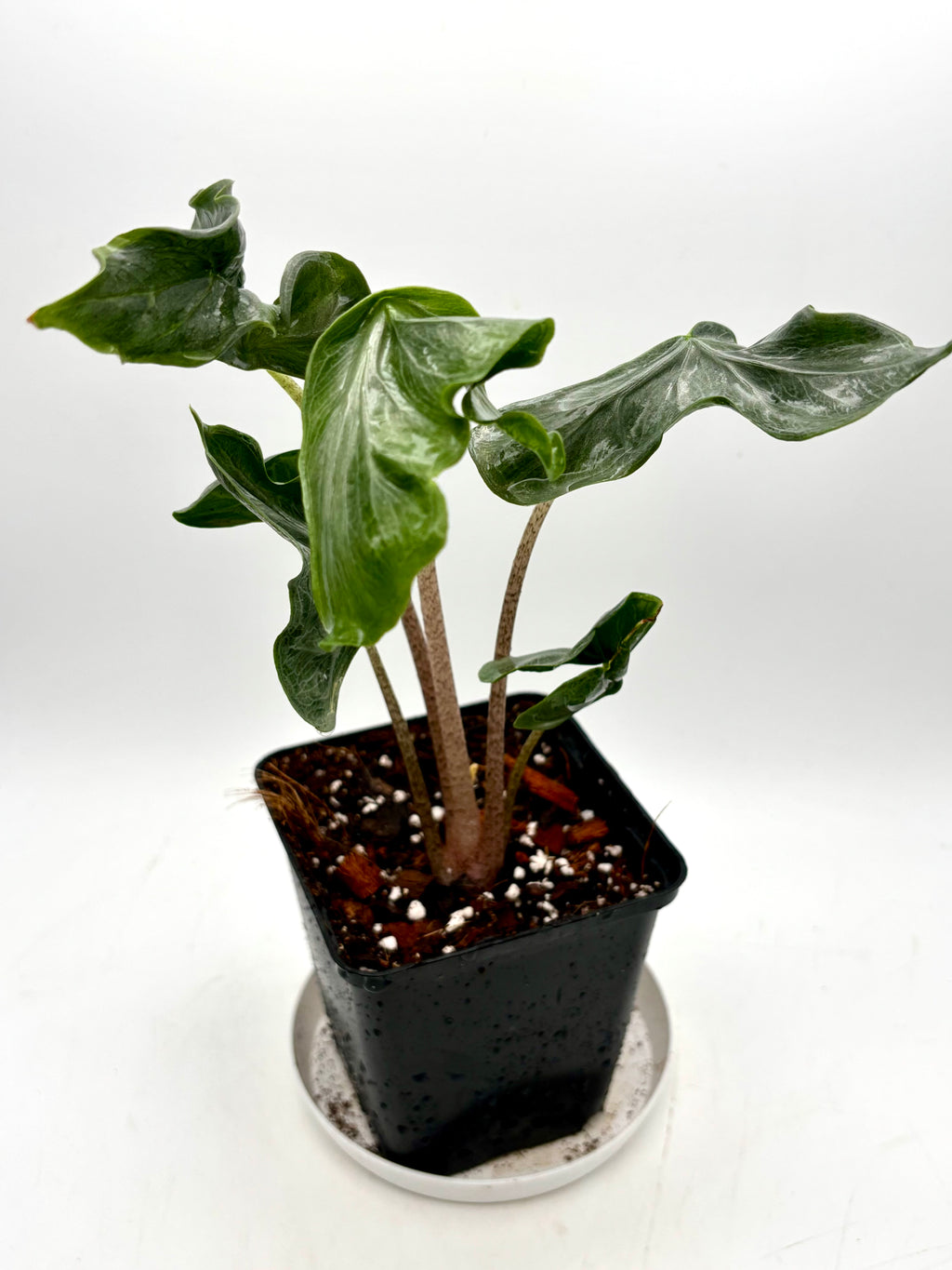 Alocasia Holy Grail
