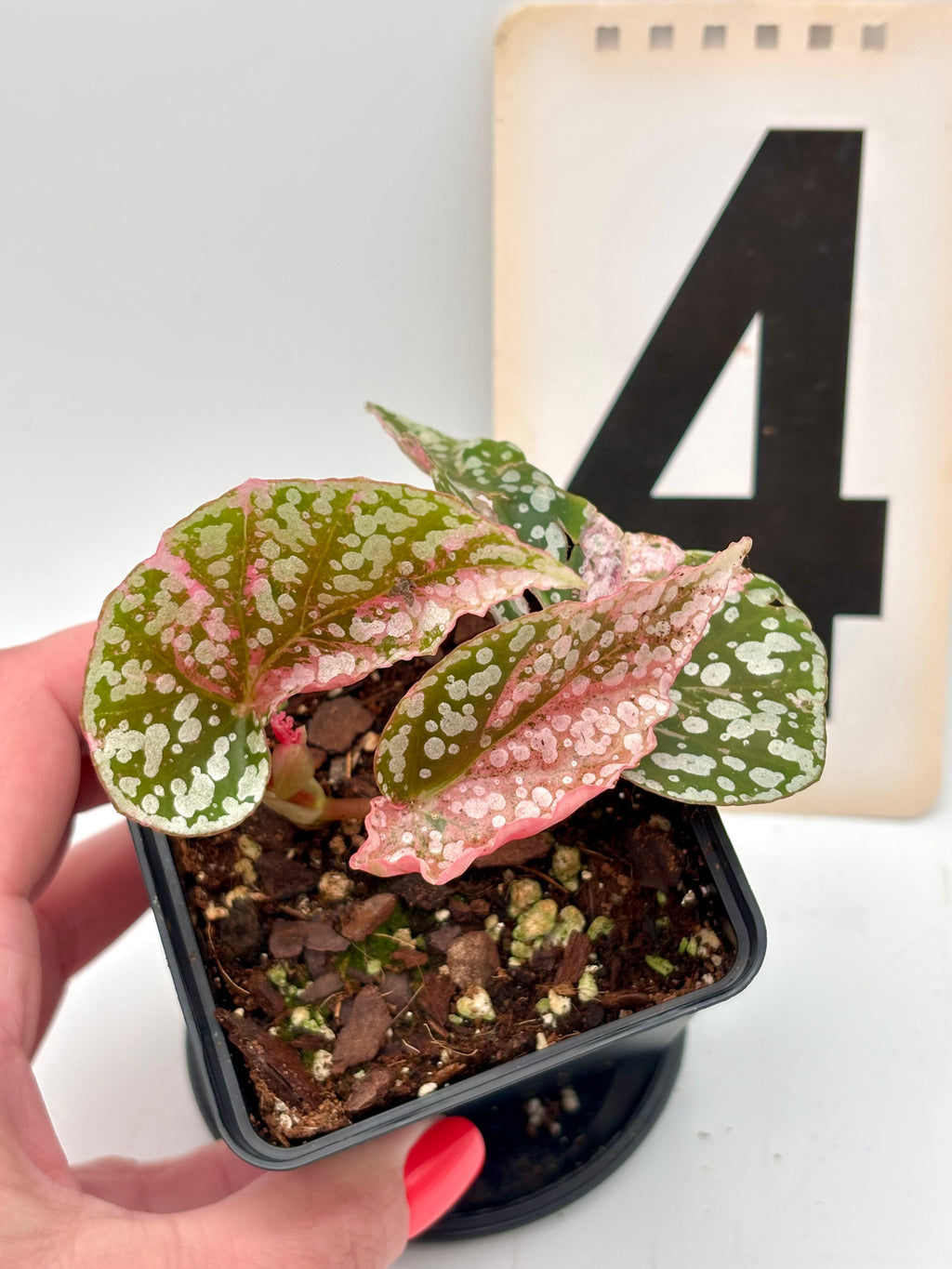 Begonia Snowcap Variegata - Exotic-Flowers