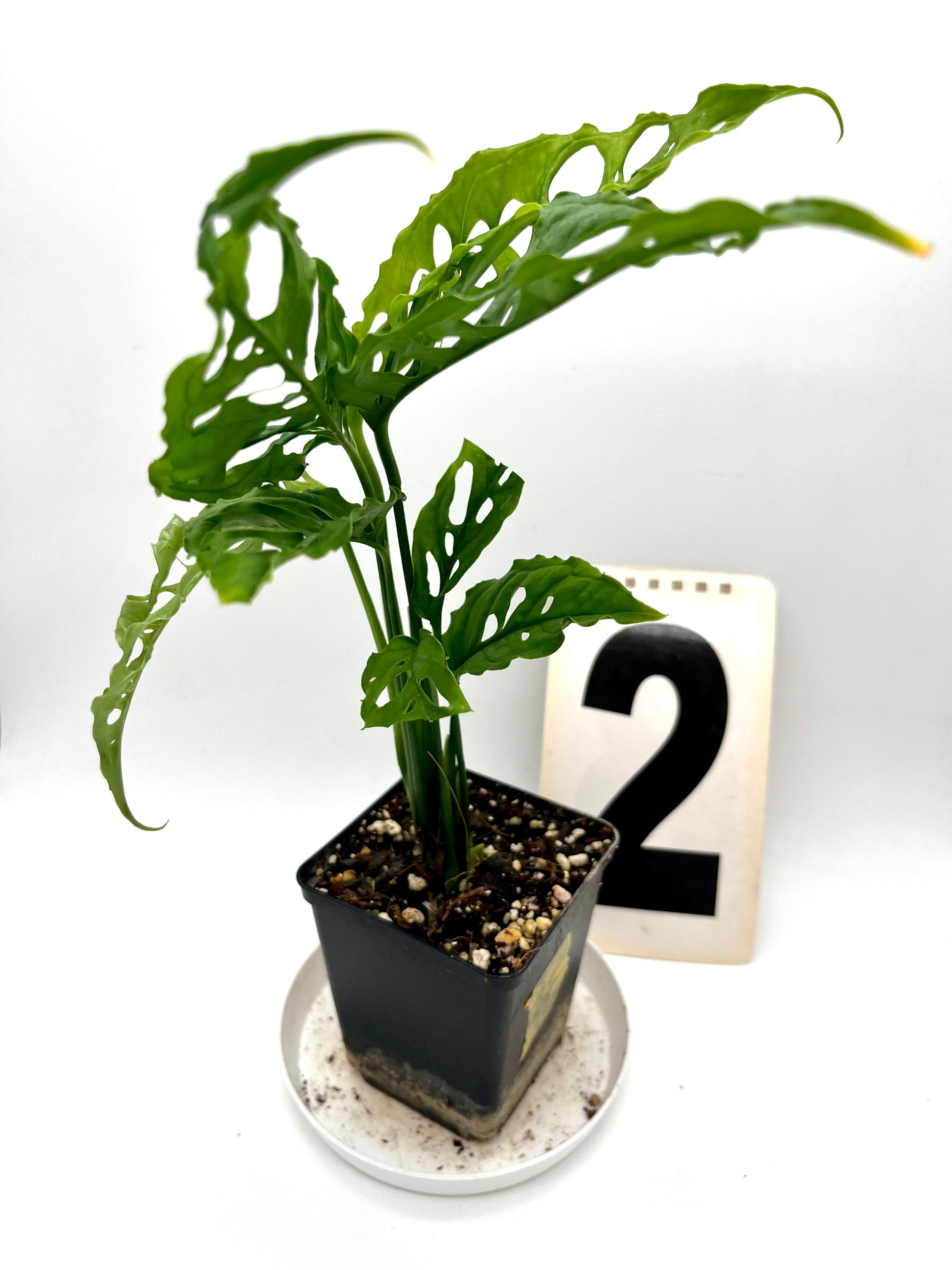 Monstera Obliqua Peru