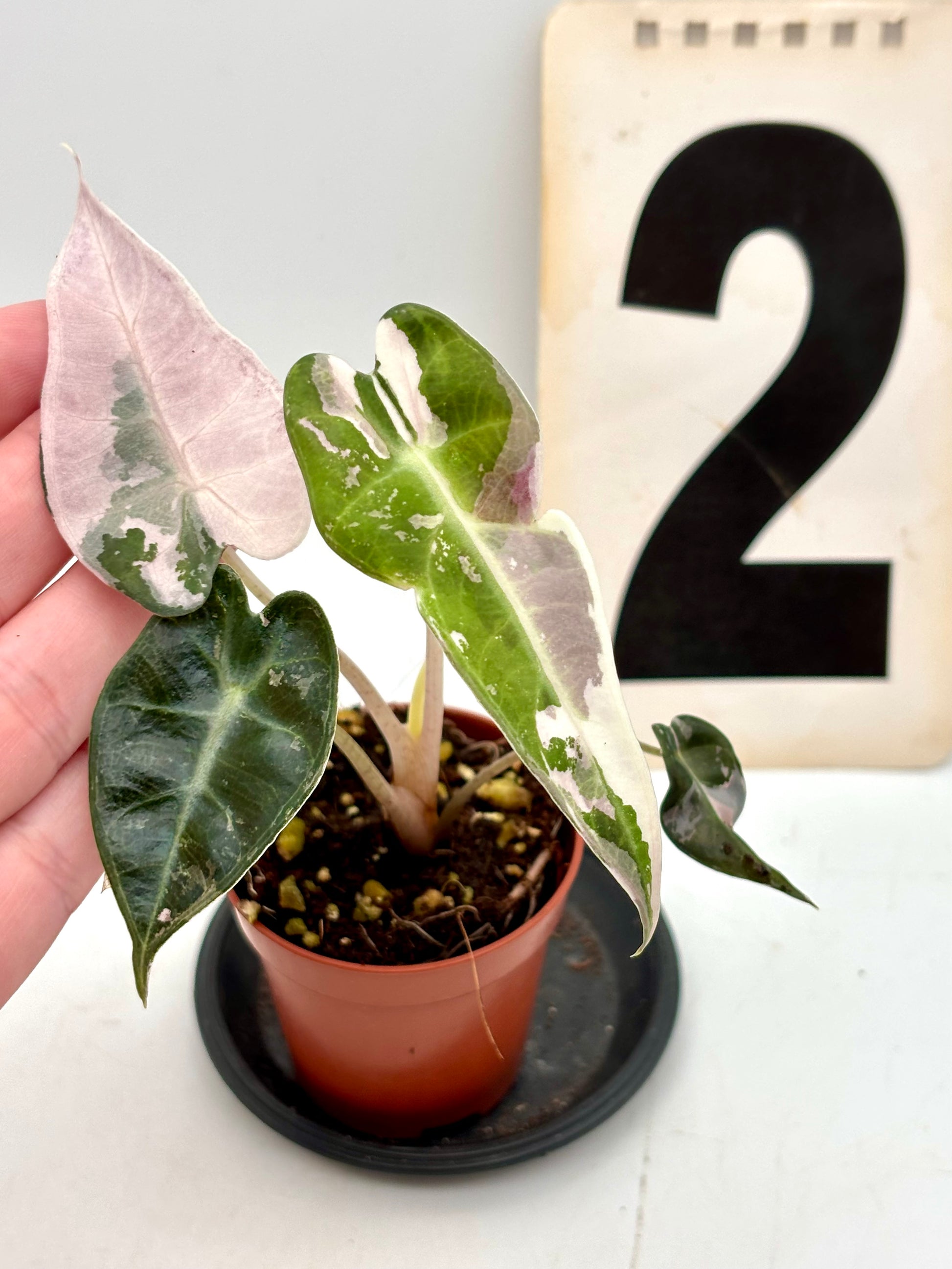 Alocasia Bambino Variegata Pflanze mit grünen und cremefarbenen Blättern, im Top, von Exotic-Flowers.