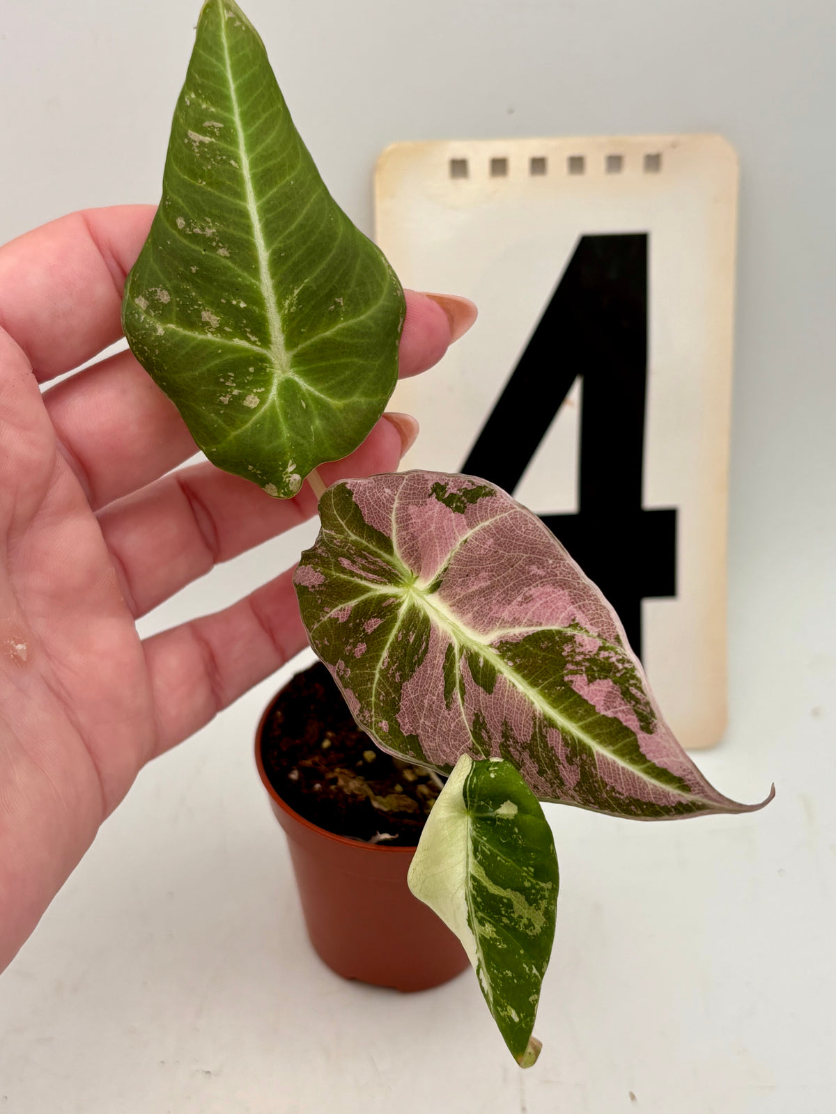 Alocasia Black Velvet Variegata