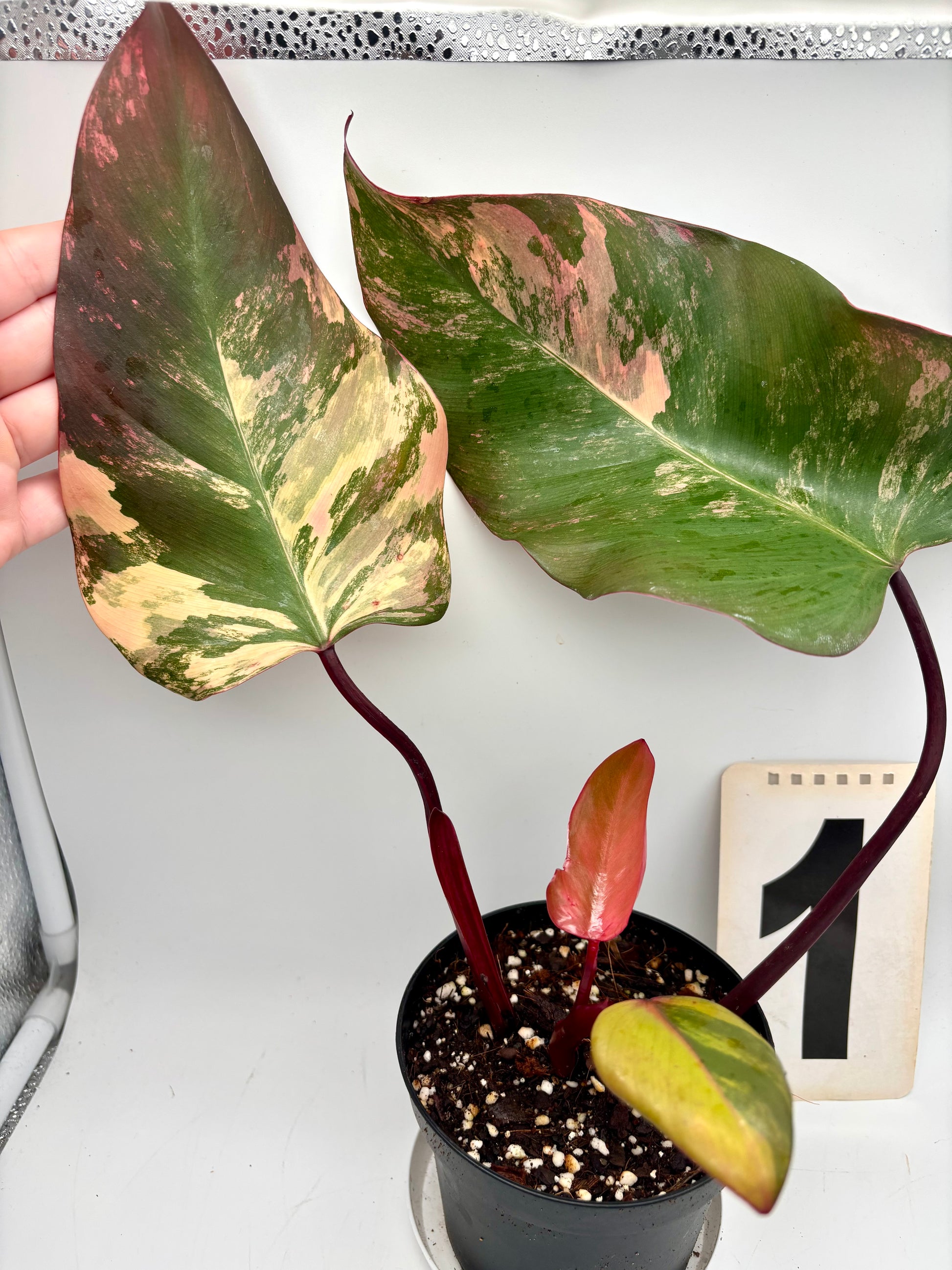 Philodendron Strawberry Shake - Exotic-Flowers