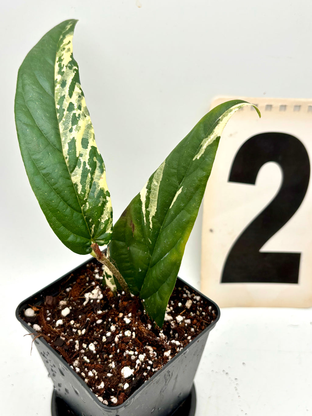 Ficus Sagittata Pink Variegata Pflanze von Exotic-Flowers mit pink-weiß variierten Blättern, im Top stehend