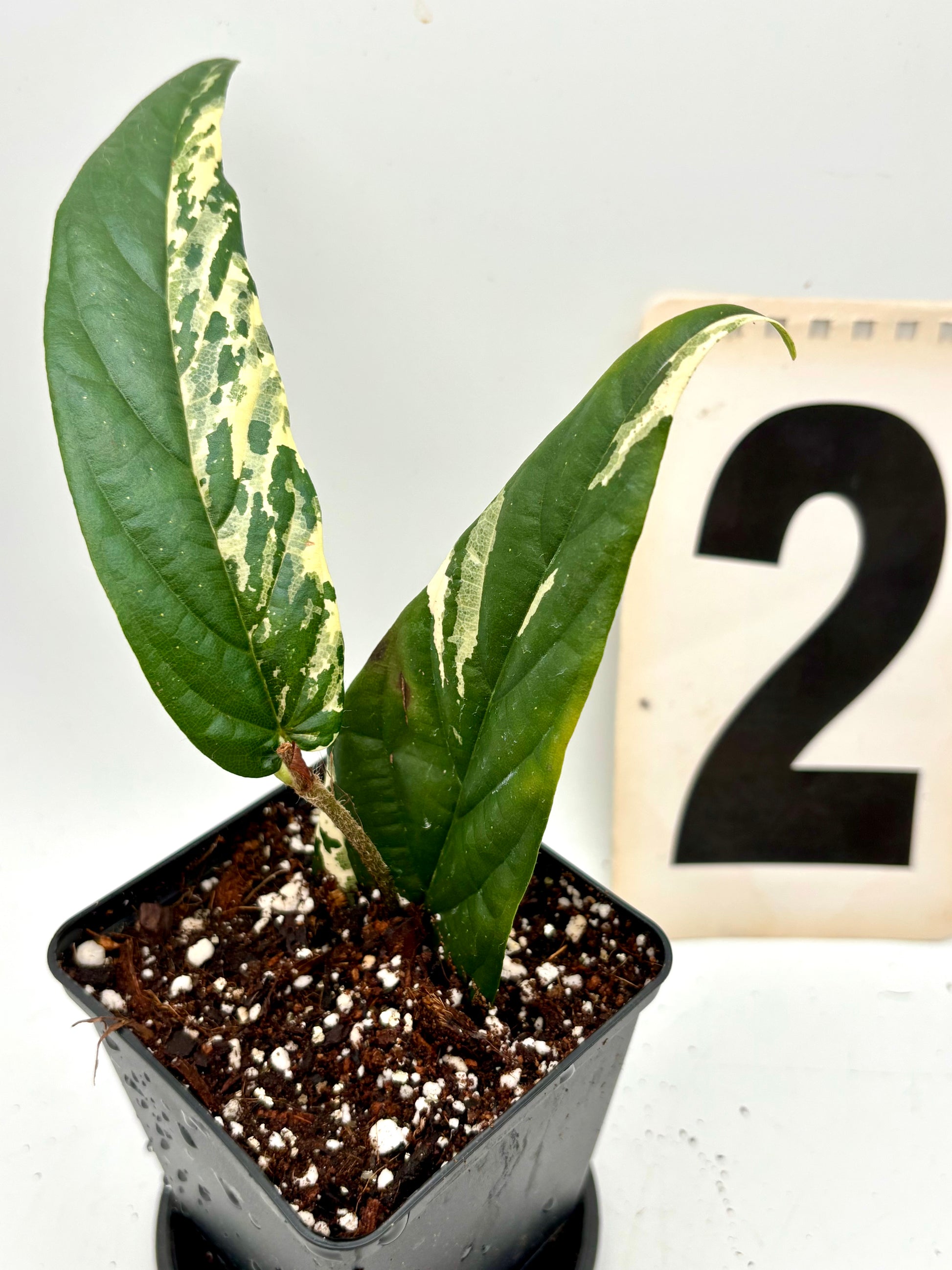 Ficus Sagittata Pink Variegata Pflanze von Exotic-Flowers mit pink-weiß variierten Blättern, im Top stehend