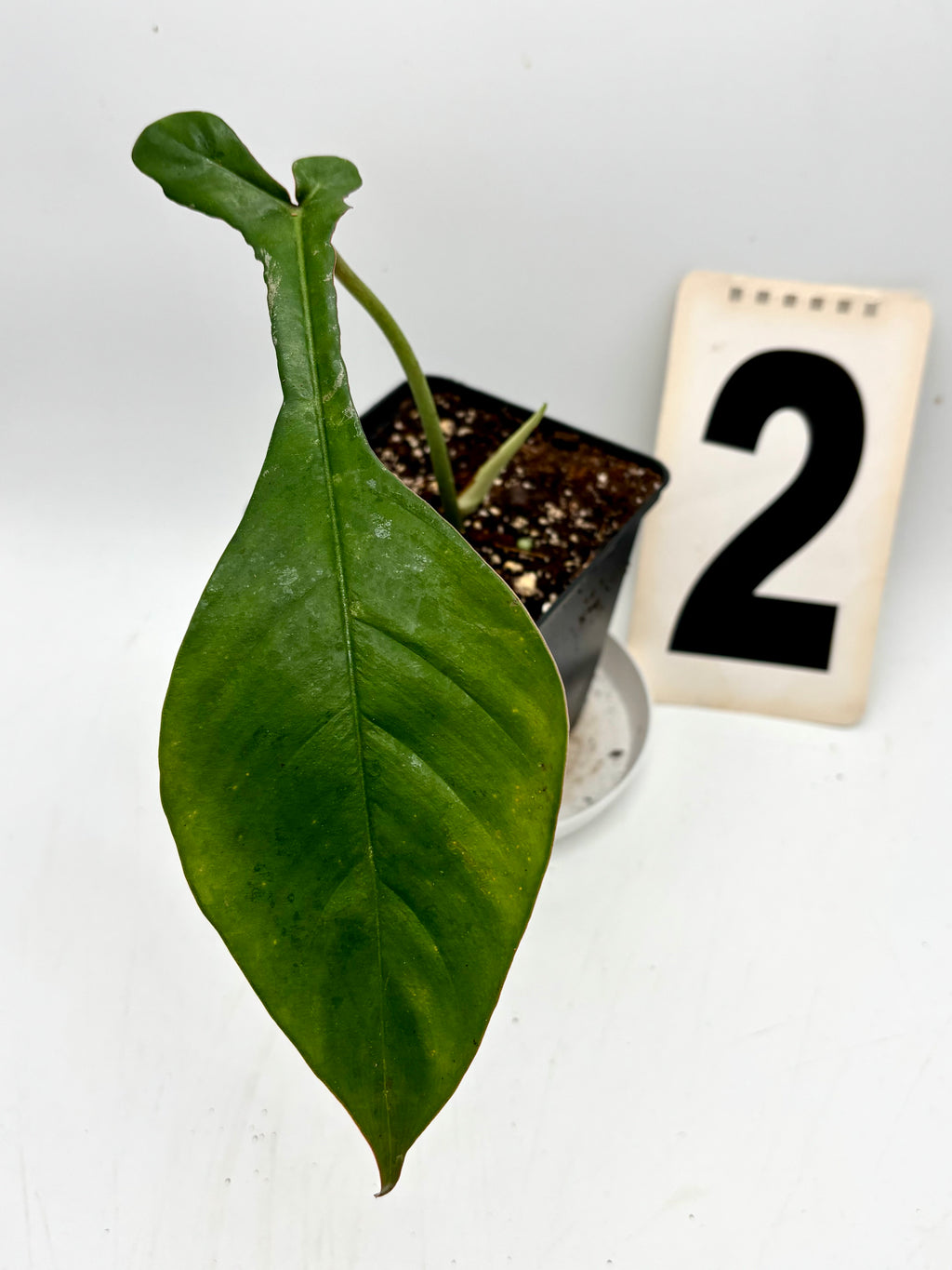 Exotischer Philodendron Joepii von Exotic-Flowers mit auffälligen grünen Blättern und einzigartiger Form.