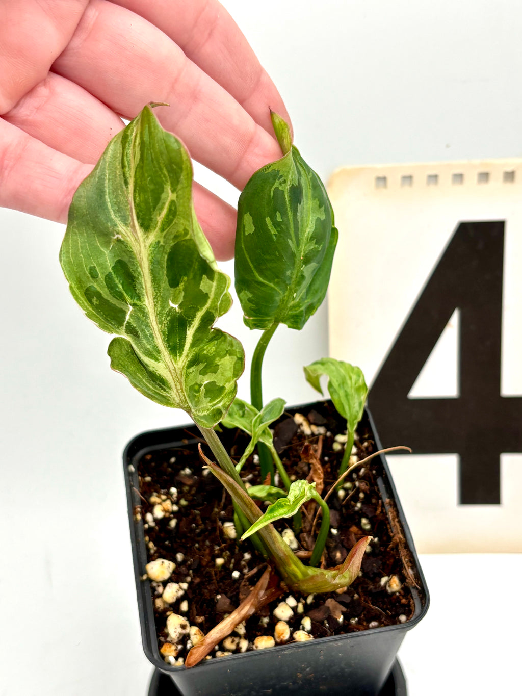 Philodendron Gloriosum Variegata / Snow Leopard - Jungpflanzen