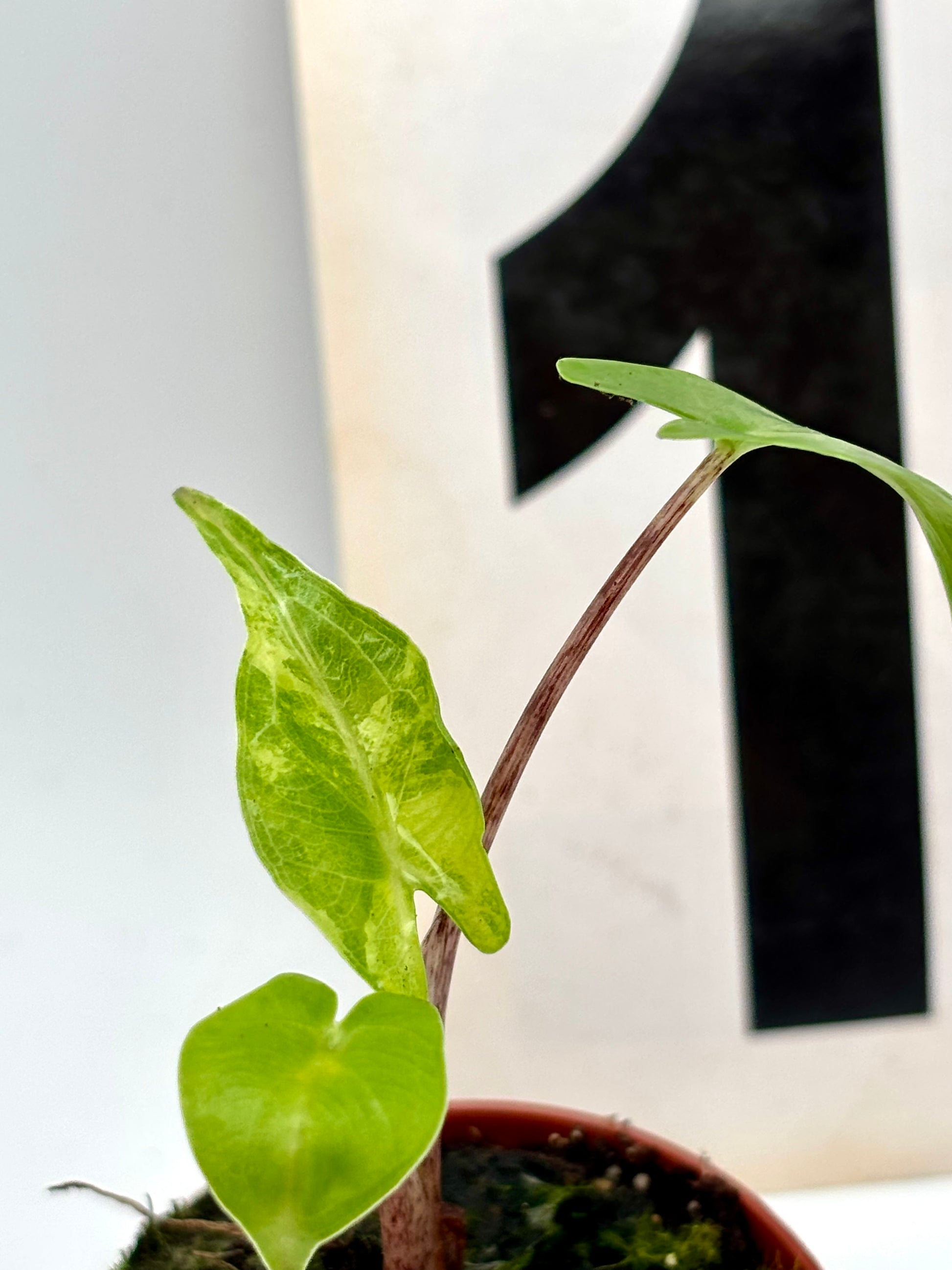Alocasia Stingray Variegata