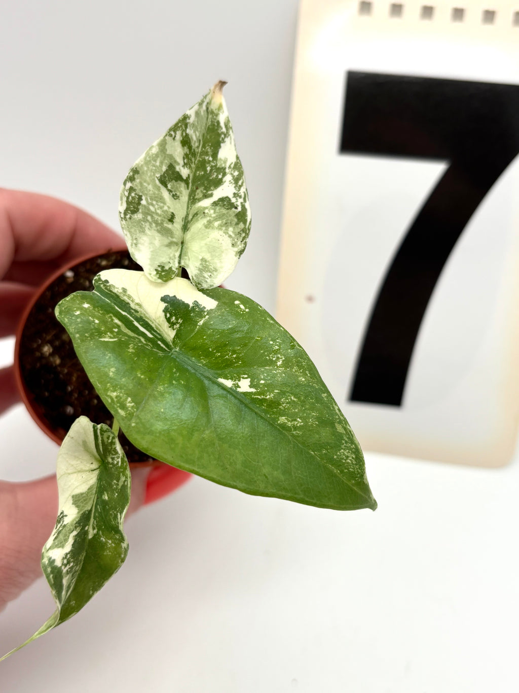 Alocasia Simpo Albo Variegata