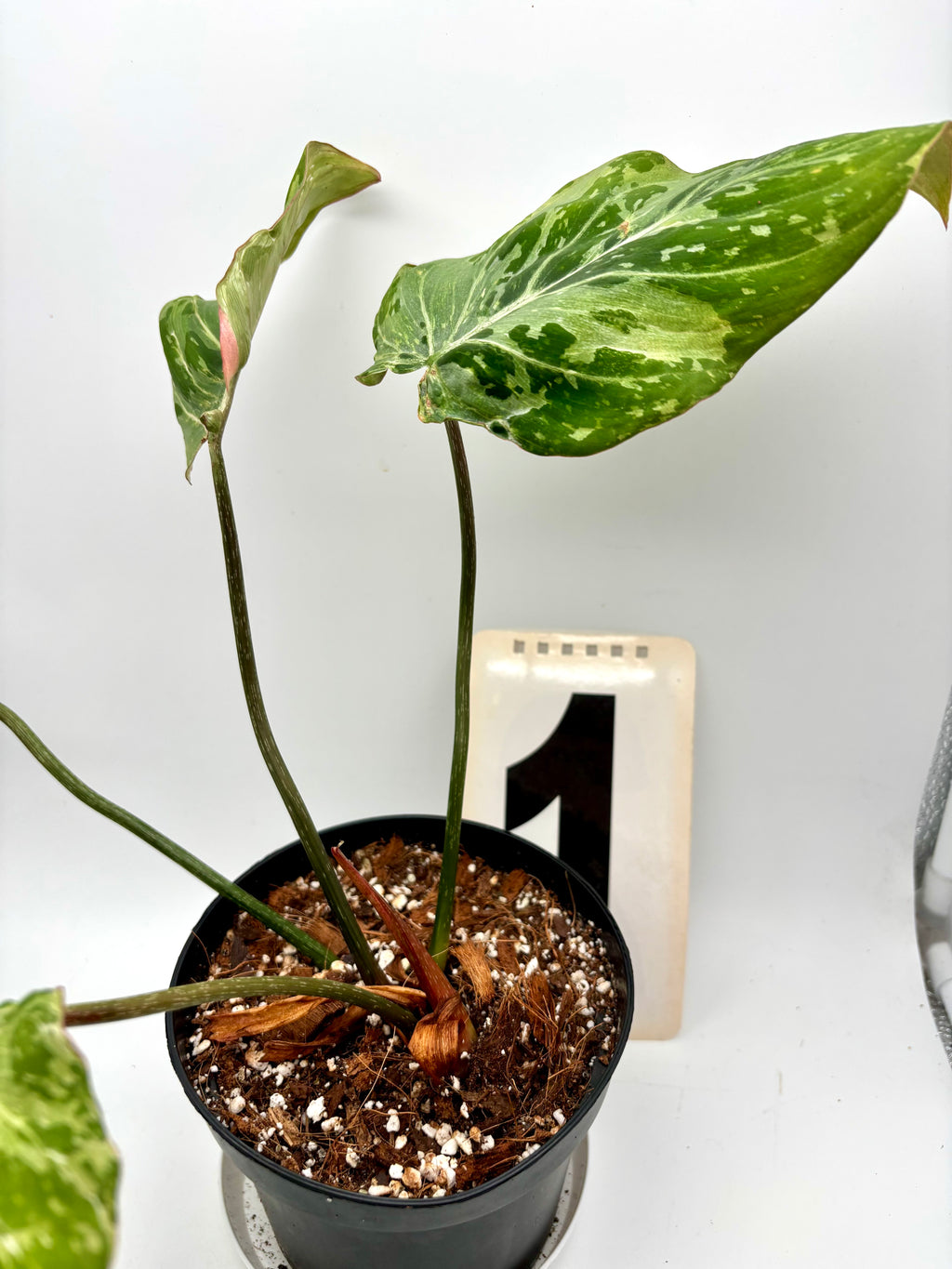Philodendron Gloriosum Variegata / Snow Leopard
