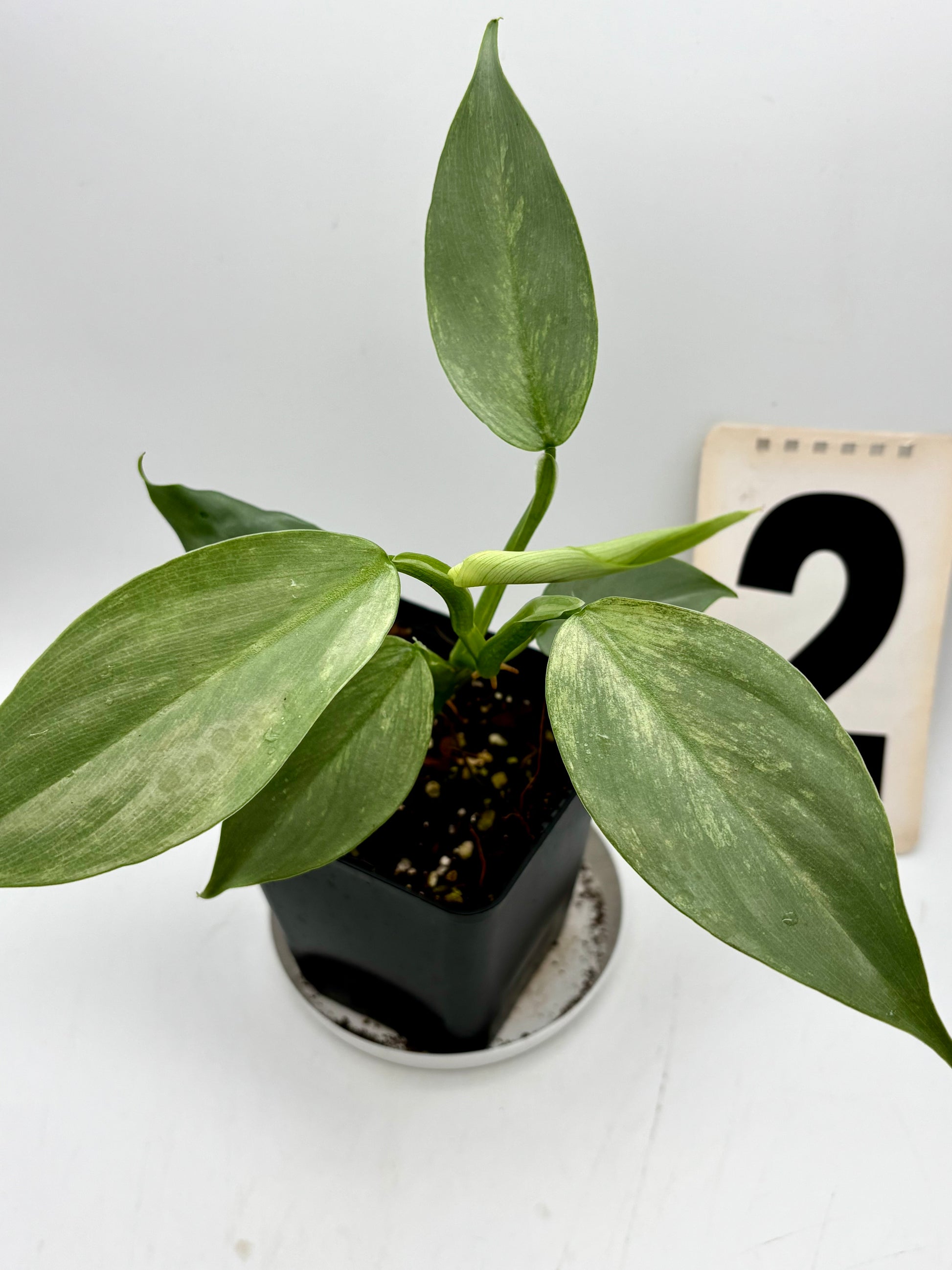 Philodendron Silver Sword Variegata