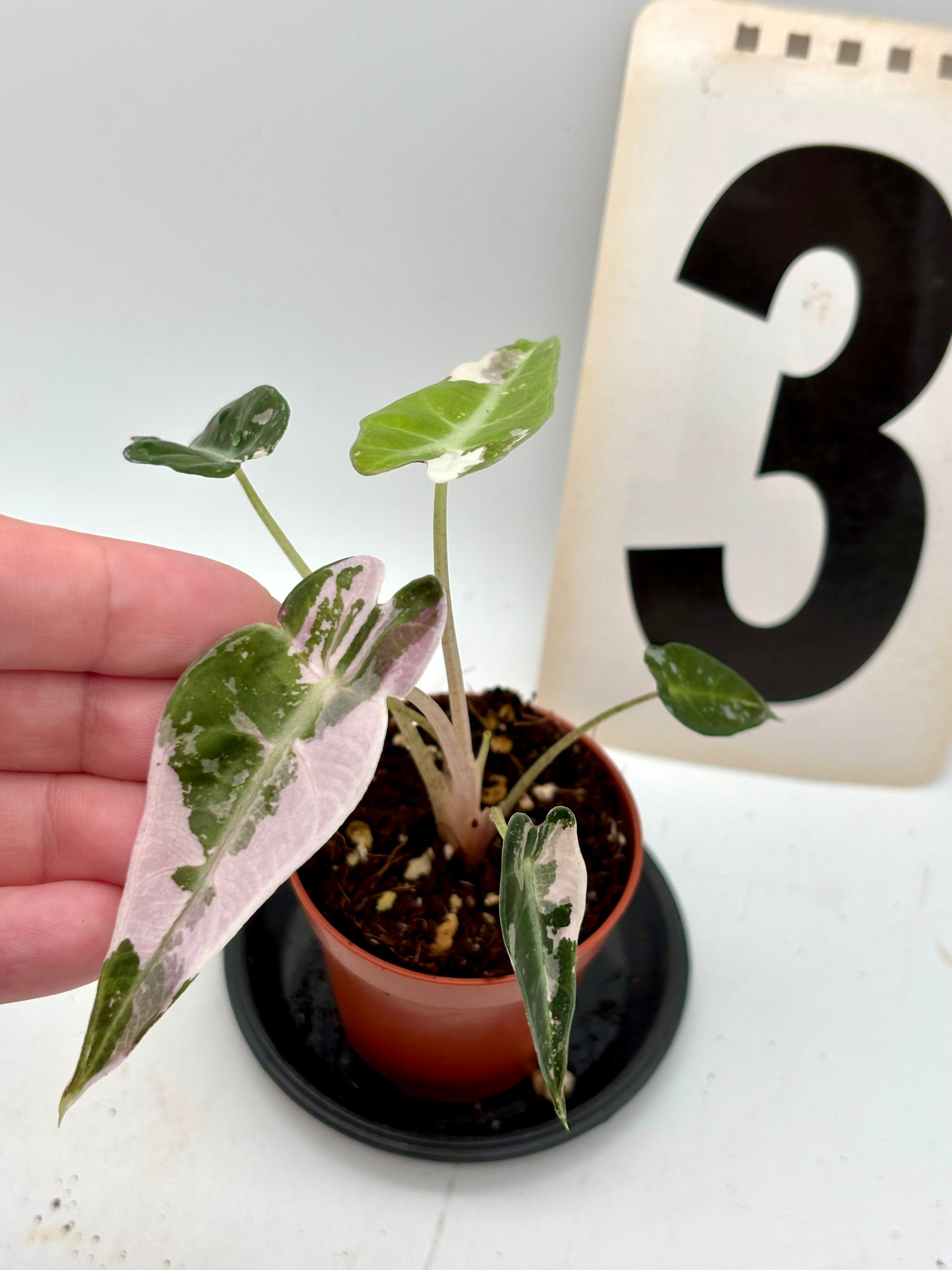 Alocasia Bambino Variegata