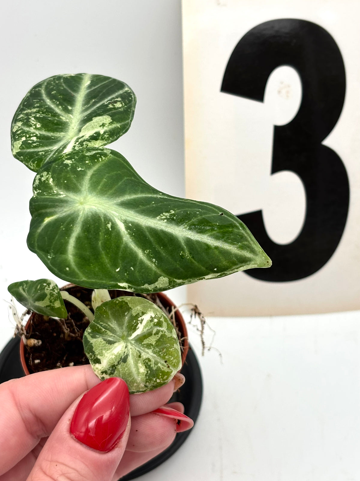 Alocasia Ninja Albo Pflanze mit weißen und grünen Blättern, exotische Zimmerpflanze von Exotic-Flowers.