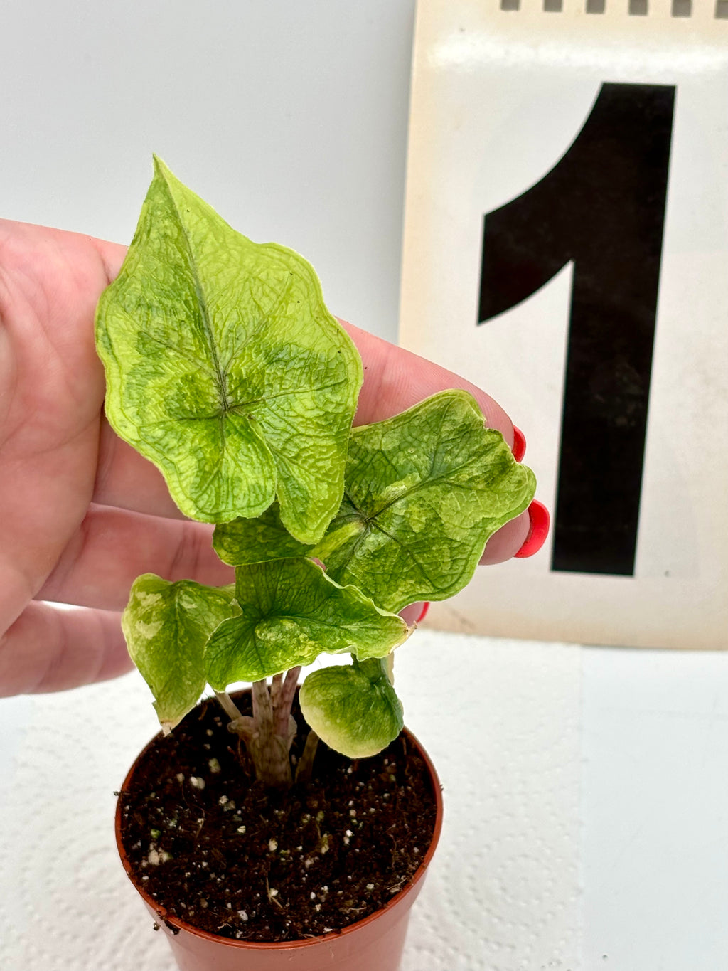 Alocasia Jacklyn Variegata