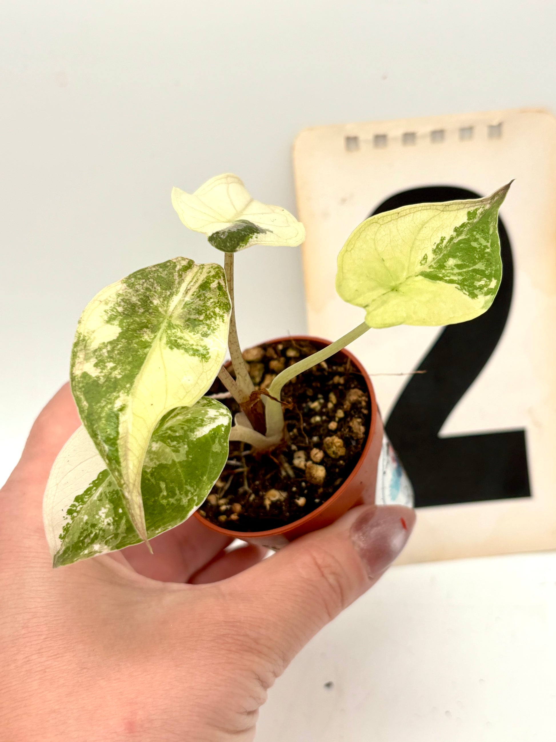Alocasia Wentii Albo mit rosa variegierten Blättern, exotische Zimmerpflanze von Exotic-Flowers, große grüne Blätter mit weißen Mustern