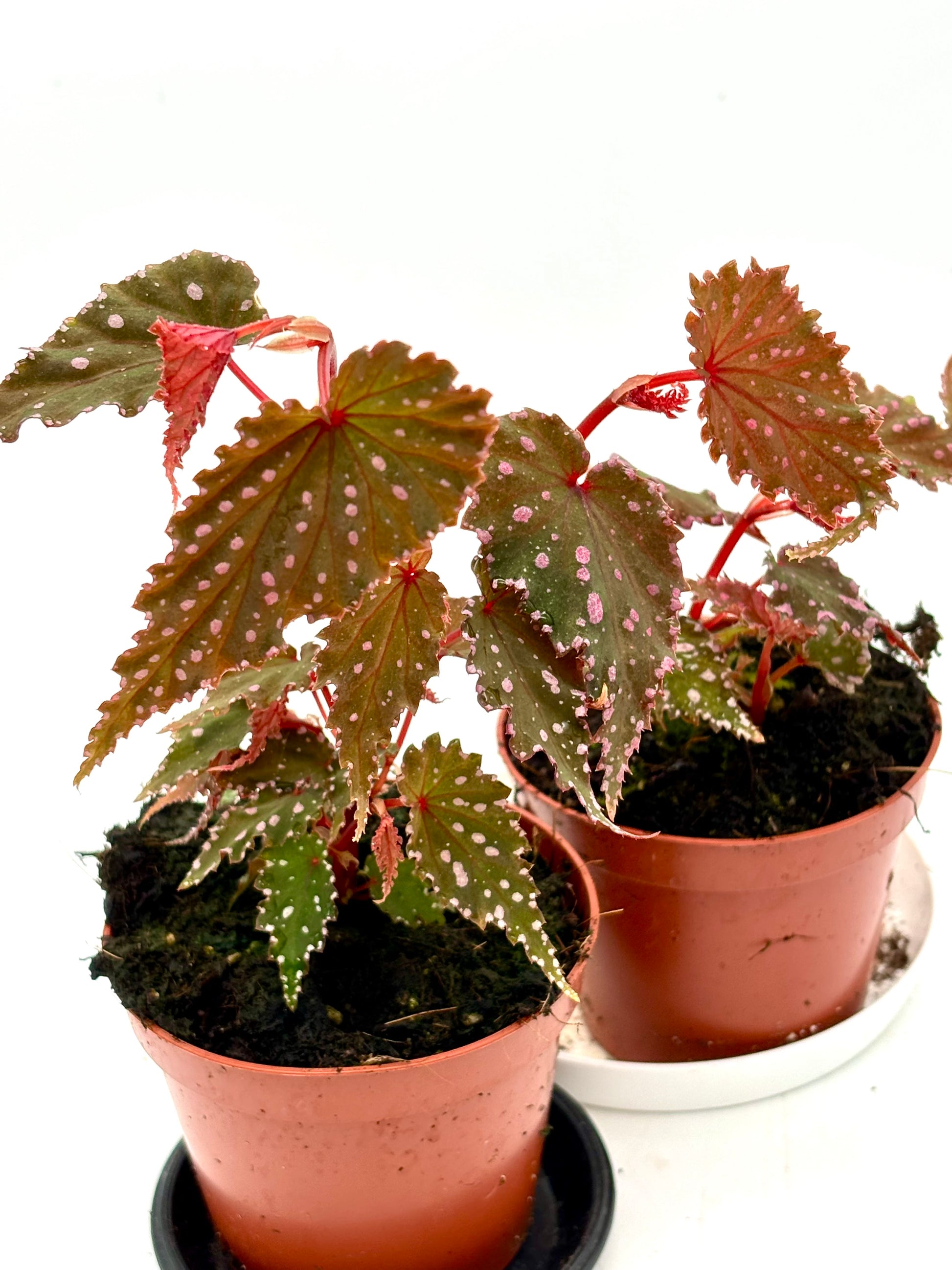 Begonia Sumatra Spotted