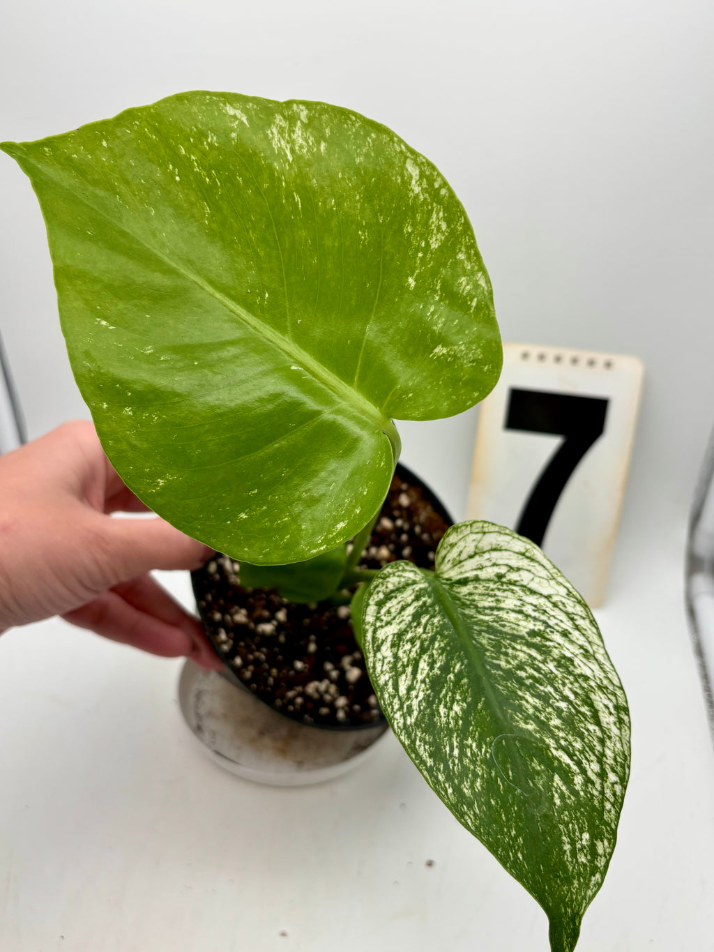 Monstera Devil Monster Variegata