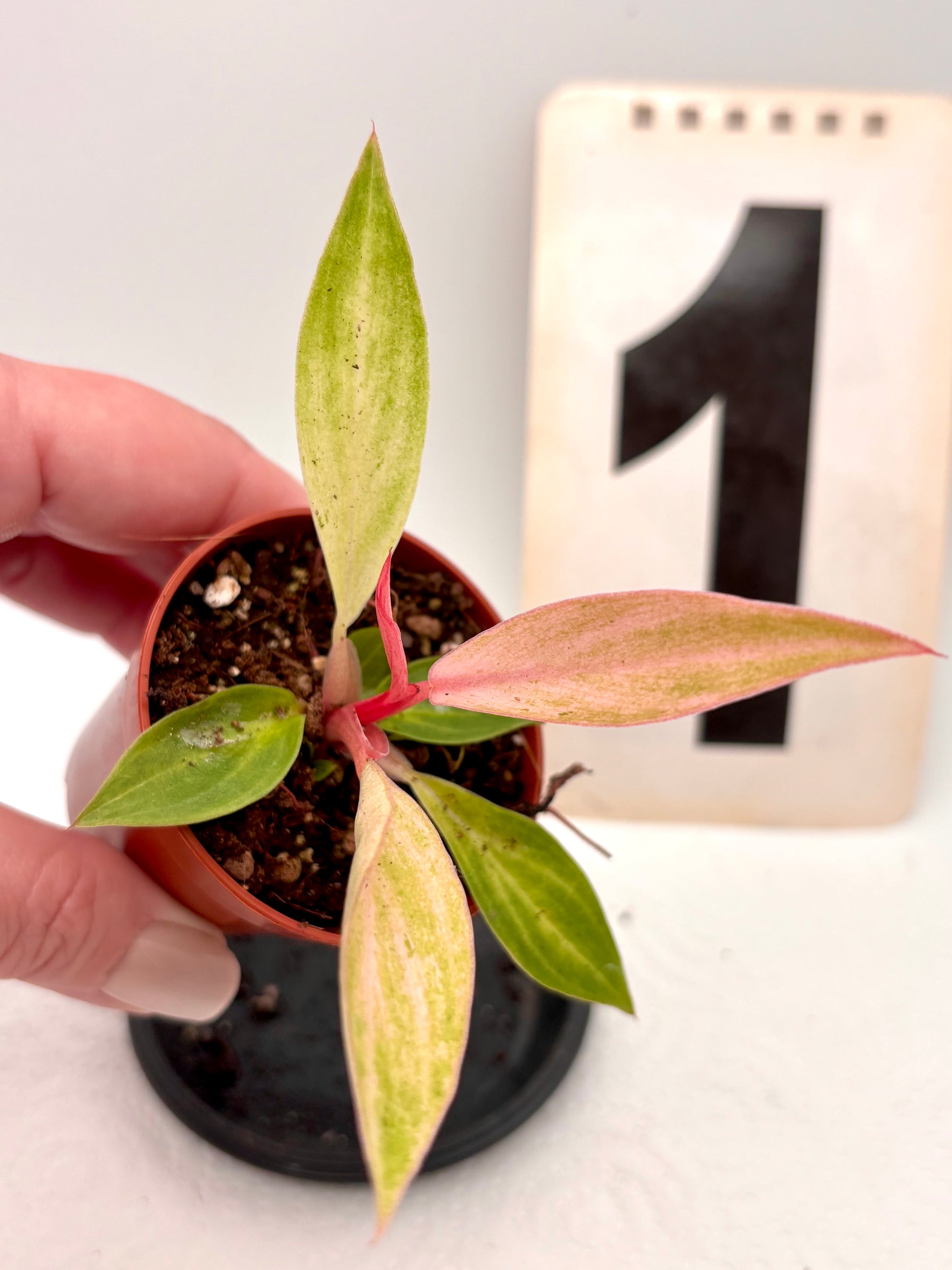 Exotischer Philodendron Strawberry Caramel Variegata mit grün-weißen und rötlichen Blättern, Pflanze im Topf, Nahaufnahme